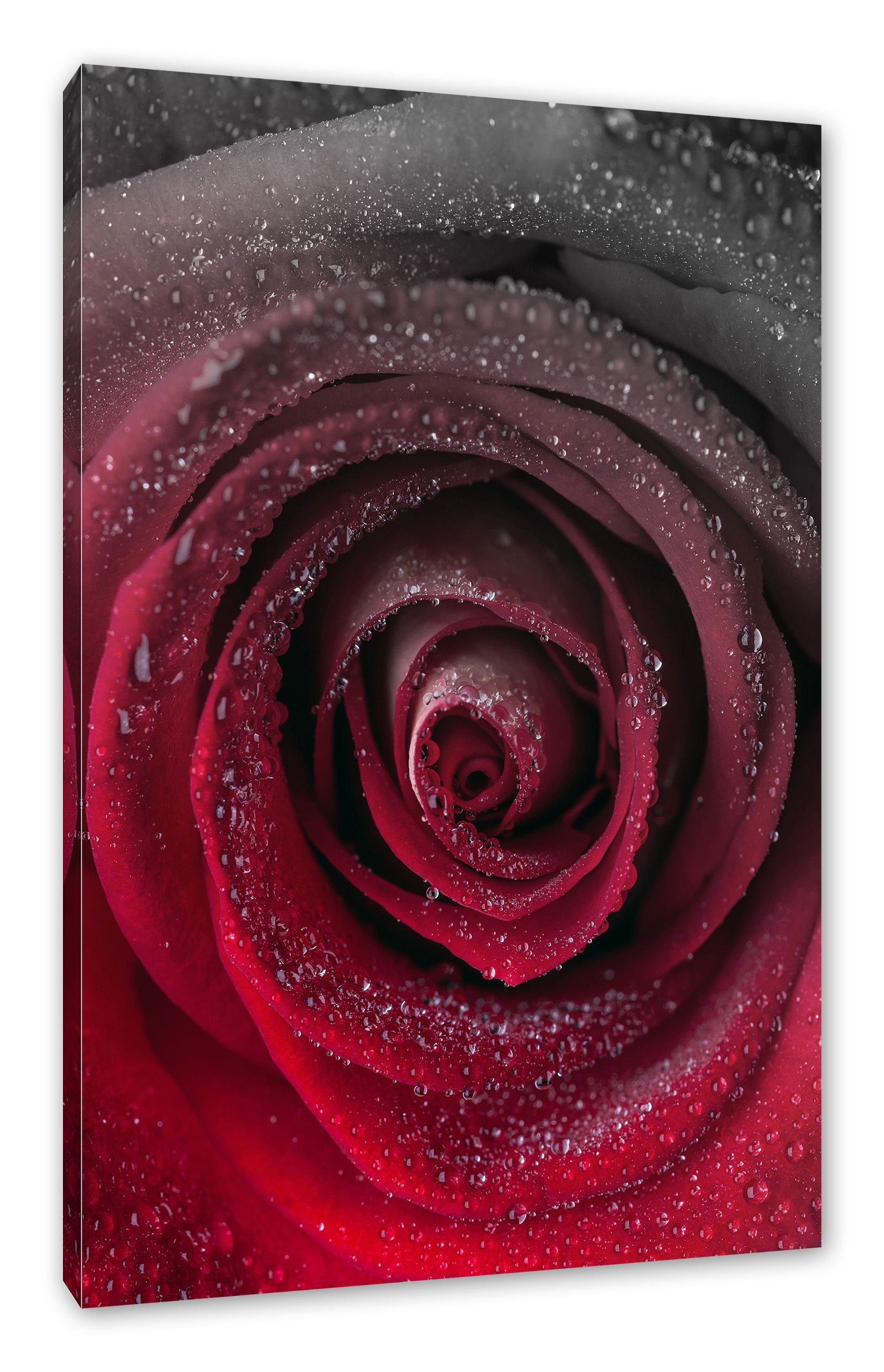 St), (1 Leinwandbild zarte Rosenblüte zarte bespannt, Rote inkl. fertig Zackenaufhänger Pixxprint Rote Leinwandbild Rosenblüte,