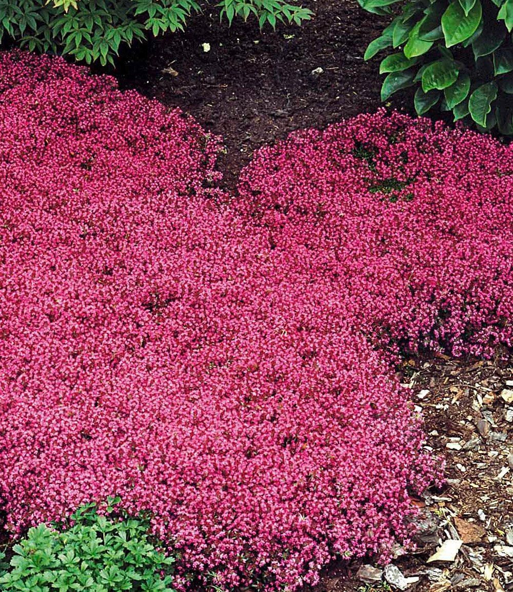 BALDUR Garten Bodendecker Bodendecker-Set Thymian, 9 St., Bodendecker-thymian, winterhart, duftend, bienenfreundlich