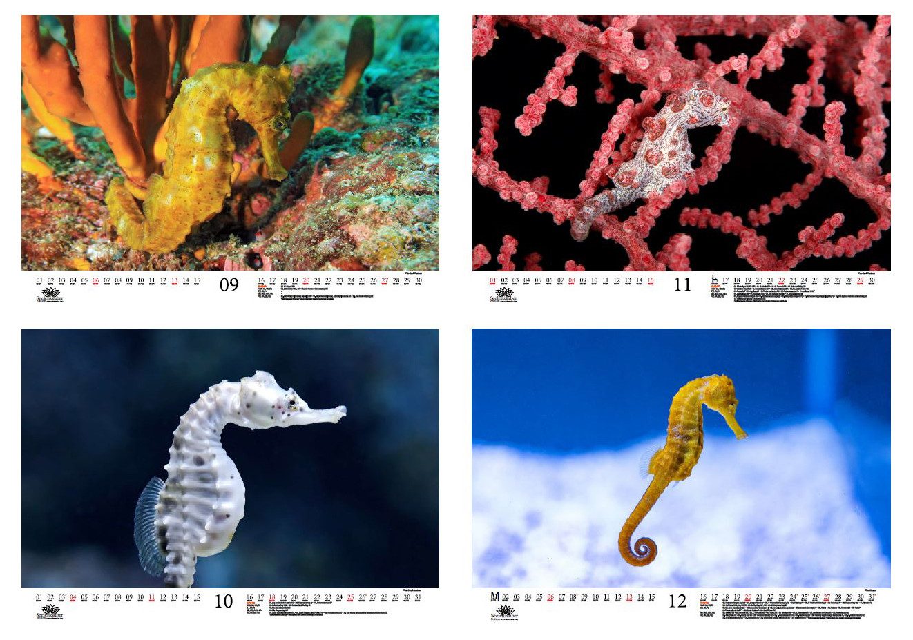 Seelenzauber Wandkalender Seepferdchenzauber DIN A3 Kalender für 2026 Unterwasser - Seelenzauber