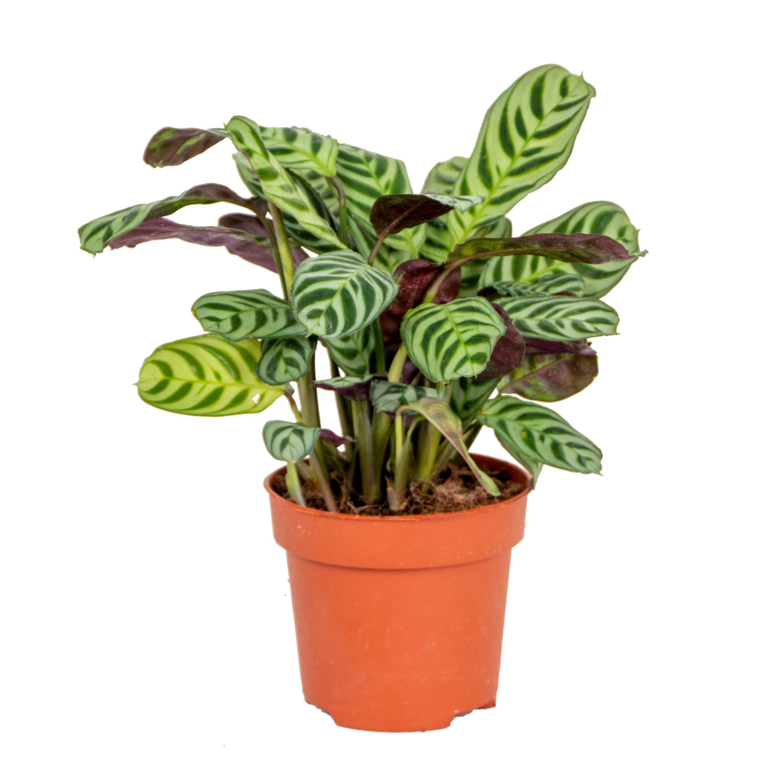 Bloomique Zimmerpflanze Bloomique - Ctenanthe Burle-Marxii - Gebetspflanze - Zimmerpflanzen -, 1 St.