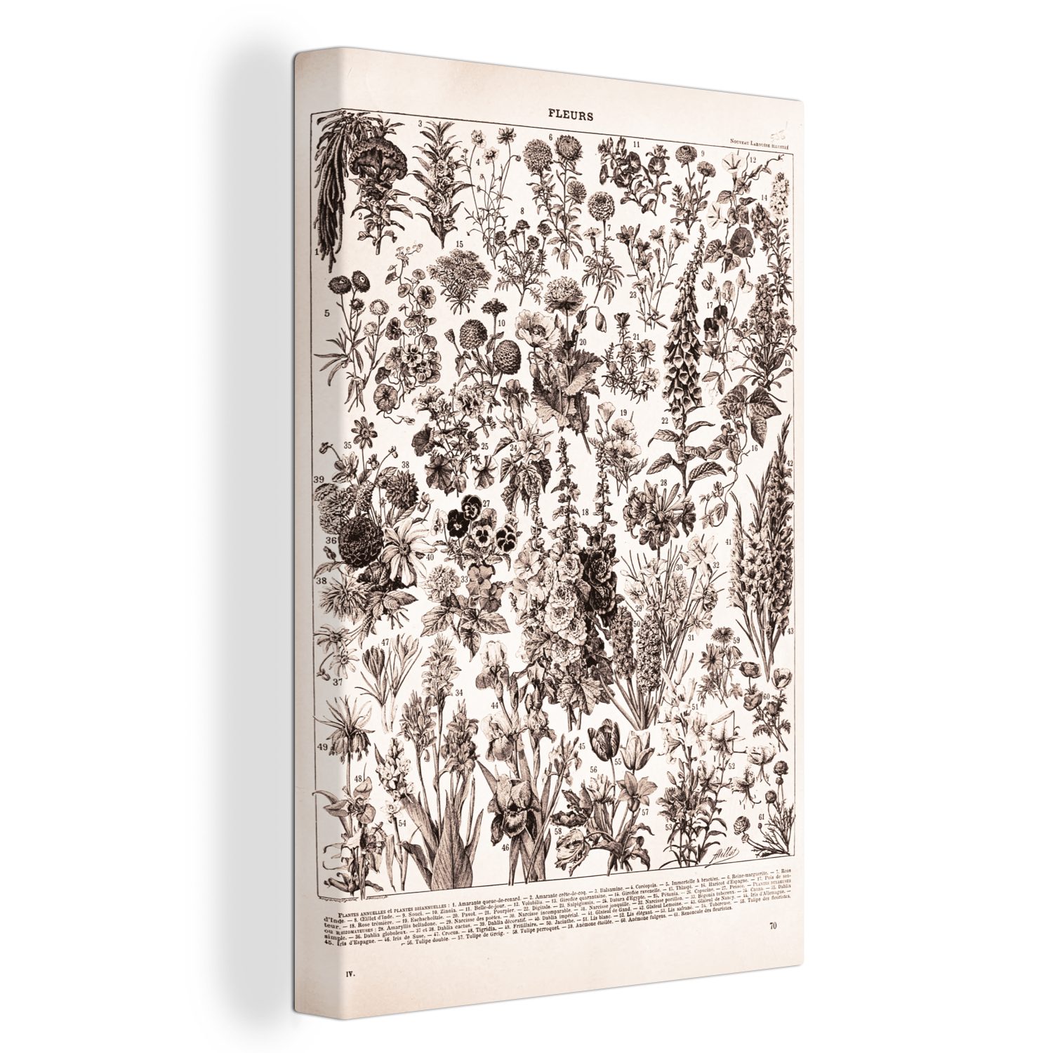 (1 St), cm - Zackenaufhänger, Weiß, bespannt Schwarz - fertig Leinwandbild OneMillionCanvasses® Leinwandbild Gemälde, Blumen inkl. 20x30 Pflanzen -
