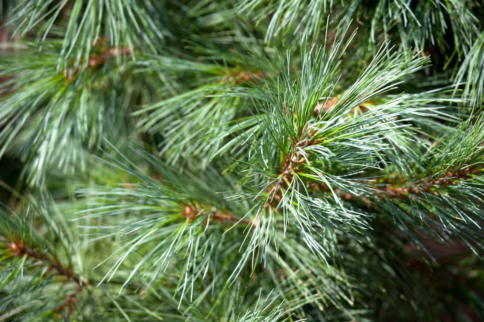 Pflanzen für Dich Konifere Pinus parviflora Schoon's Bonsai, 1 St., Japanische Schirmtanne, Mädchen-Kiefer, kompakt, nadelblau