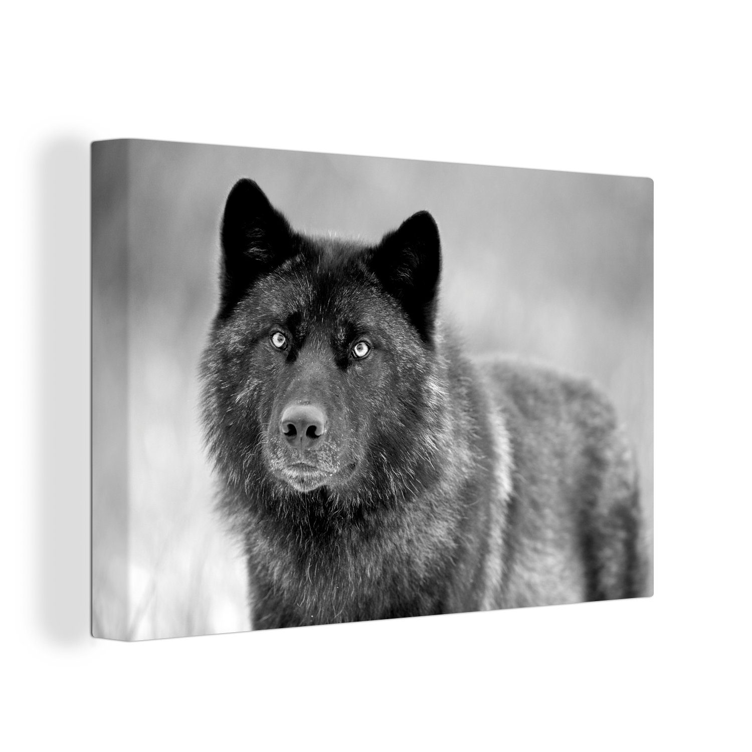 OneMillionCanvasses® Leinwandbild Wolf - Nahaufnahme - Schwarz - Weiß, (1 St), Wandbild Leinwandbilder, Aufhängefertig, Wanddeko, 30x20 cm