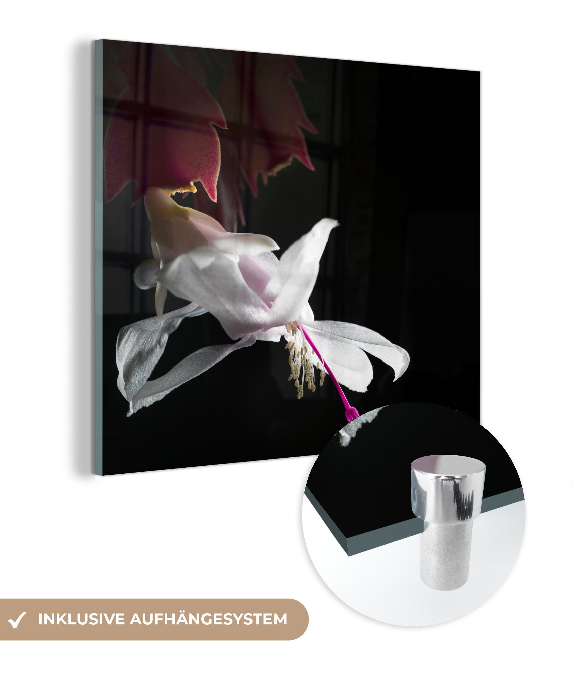MuchoWow Acrylglasbild Weißer Lido-Kaktus Blume, (1 St), Glasbilder - Bilder auf Glas Wandbild - Foto auf Glas - Wanddekoration | Bilder