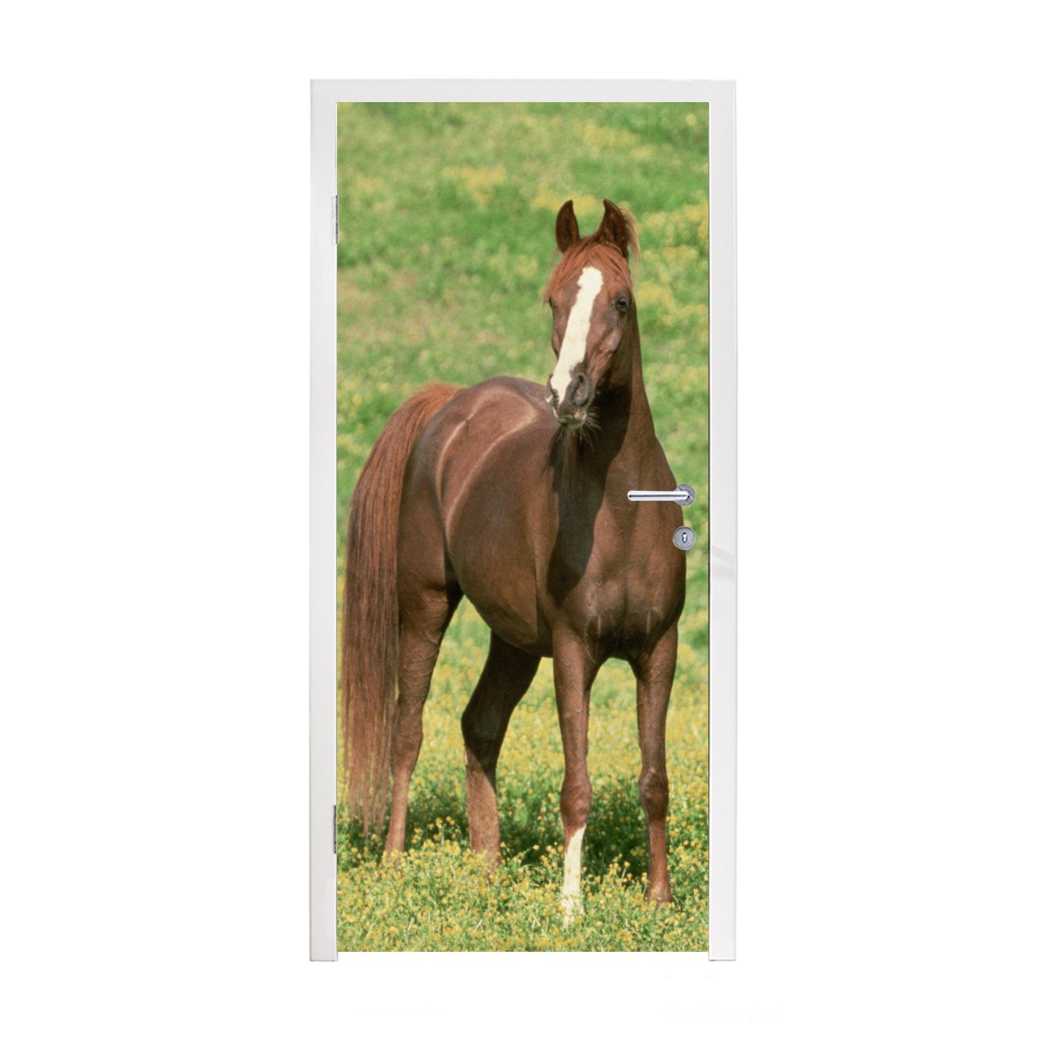 MuchoWow Türtapete Pferde 75x205 Matt, St), (1 cm bedruckt, Gras Tür, Fototapete Braun, Türaufkleber, - für 