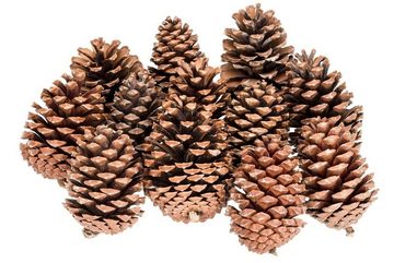 NaDeco Bastelnaturmaterial Pinus maritima, Größe 10-14cm, Natur, 10 Stück Tannenzapfen