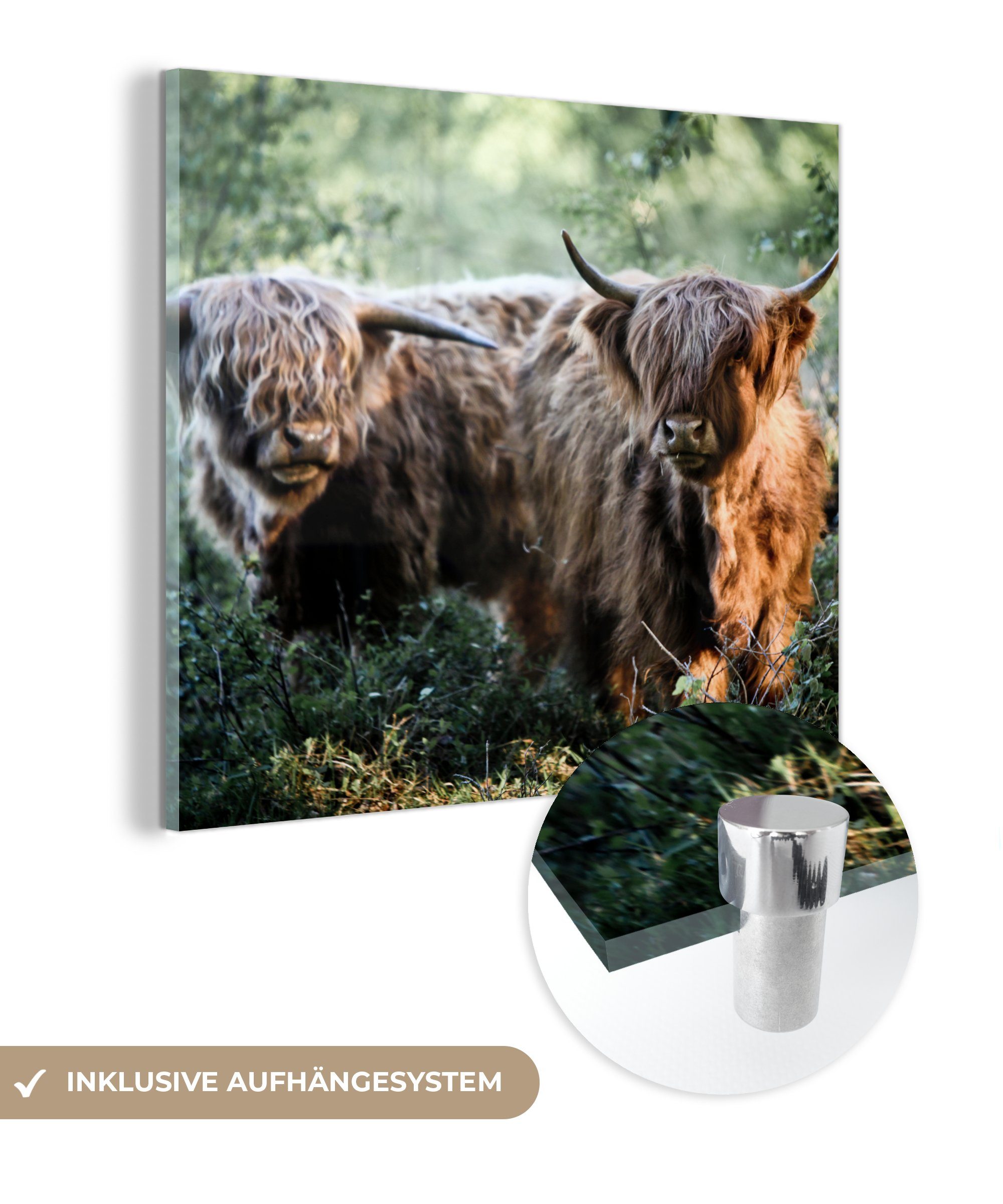 MuchoWow Acrylglasbild Schottische Highlander - Wald - Tiere, (1 St), Glasbilder - Bilder auf Glas Wandbild - Foto auf Glas - Wanddekoration