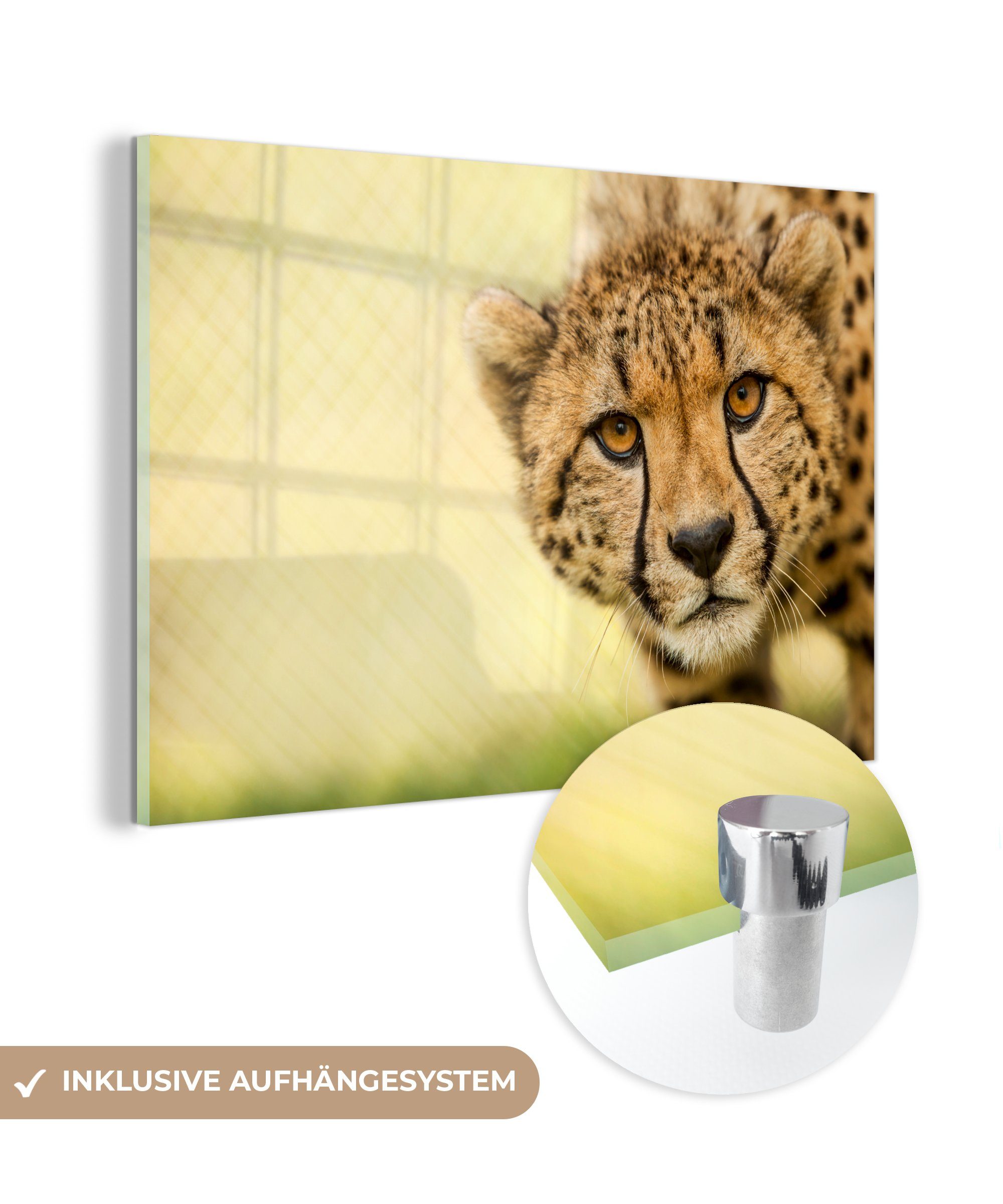 MuchoWow Acrylglasbild Leopard - Gepard - Tier, (1 St), Acrylglasbilder Wohnzimmer & Schlafzimmer