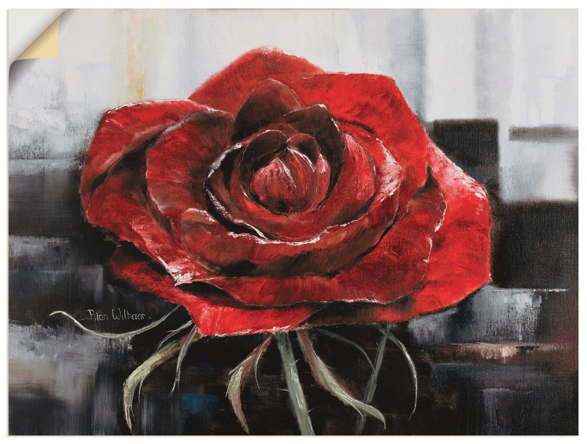 Artland Wandbild rote St), Poster Blühende Rose, als Leinwandbild, versch. (1 Blumen oder Wandaufkleber in Größen