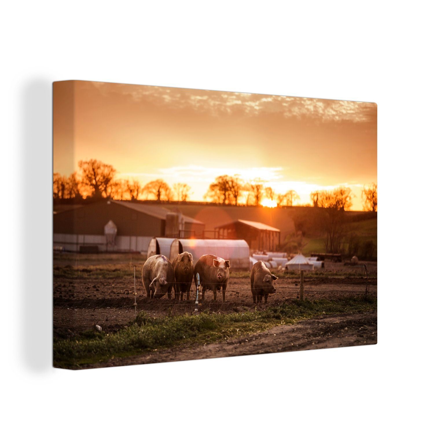 Wandbild Wanddeko, OneMillionCanvasses® 30x20 Sonne Leinwandbild cm (1 Leinwandbilder, - St), Bauernhof Schwein, - Aufhängefertig,