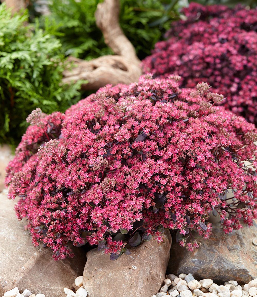 BALDUR Garten Bodendecker Sedum Sun Sparkler® 'Sedoro Blue Elf', 2 St., Steingartenpflanze,winterhart, mehrjährig,duftend – Bild 2 von 3
