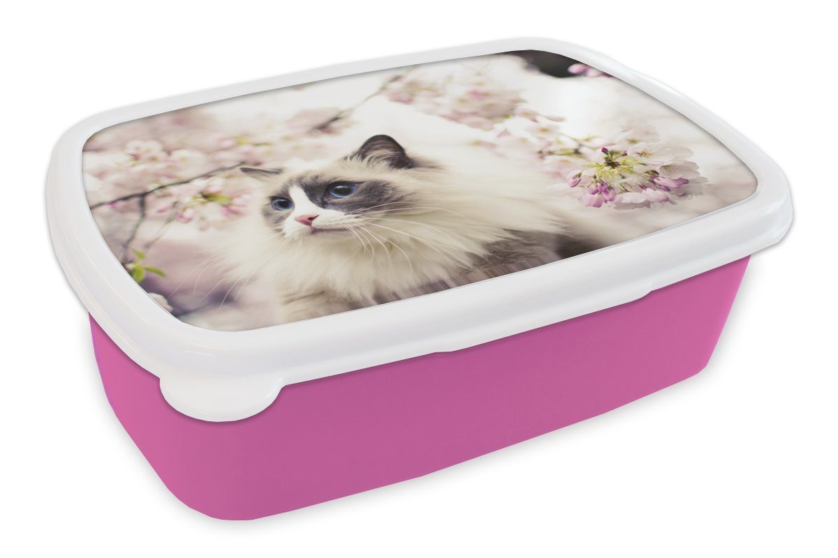 zwischen Erwachsene, Brotbox Mädchen, rosa Lunchbox Eine Ragdoll-Katze Kinder, (2-tlg), MuchoWow Kunststoff Blumen, Kunststoff, für Brotdose Snackbox,