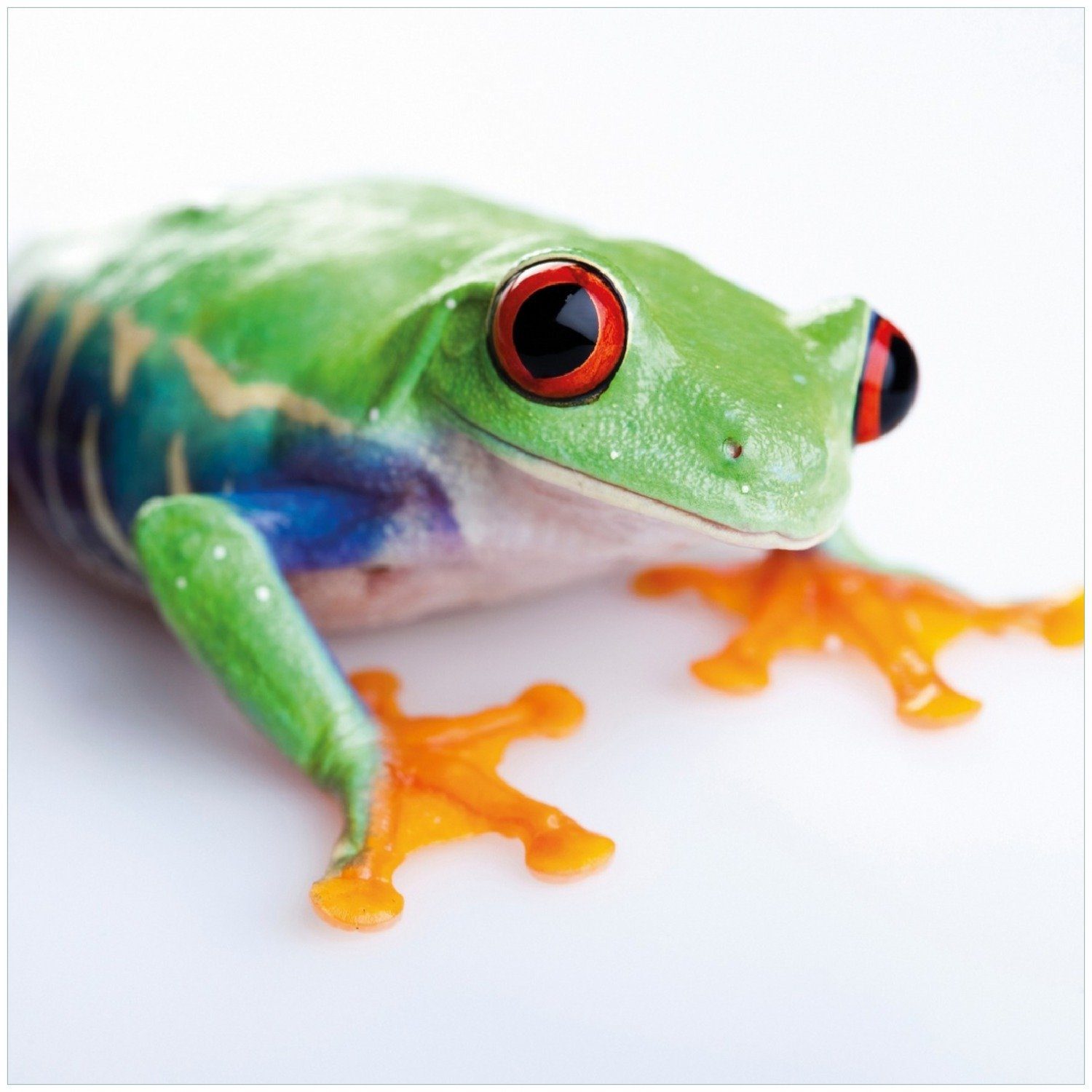 Wallario Memoboard Lustiger Frosch in grün und orange