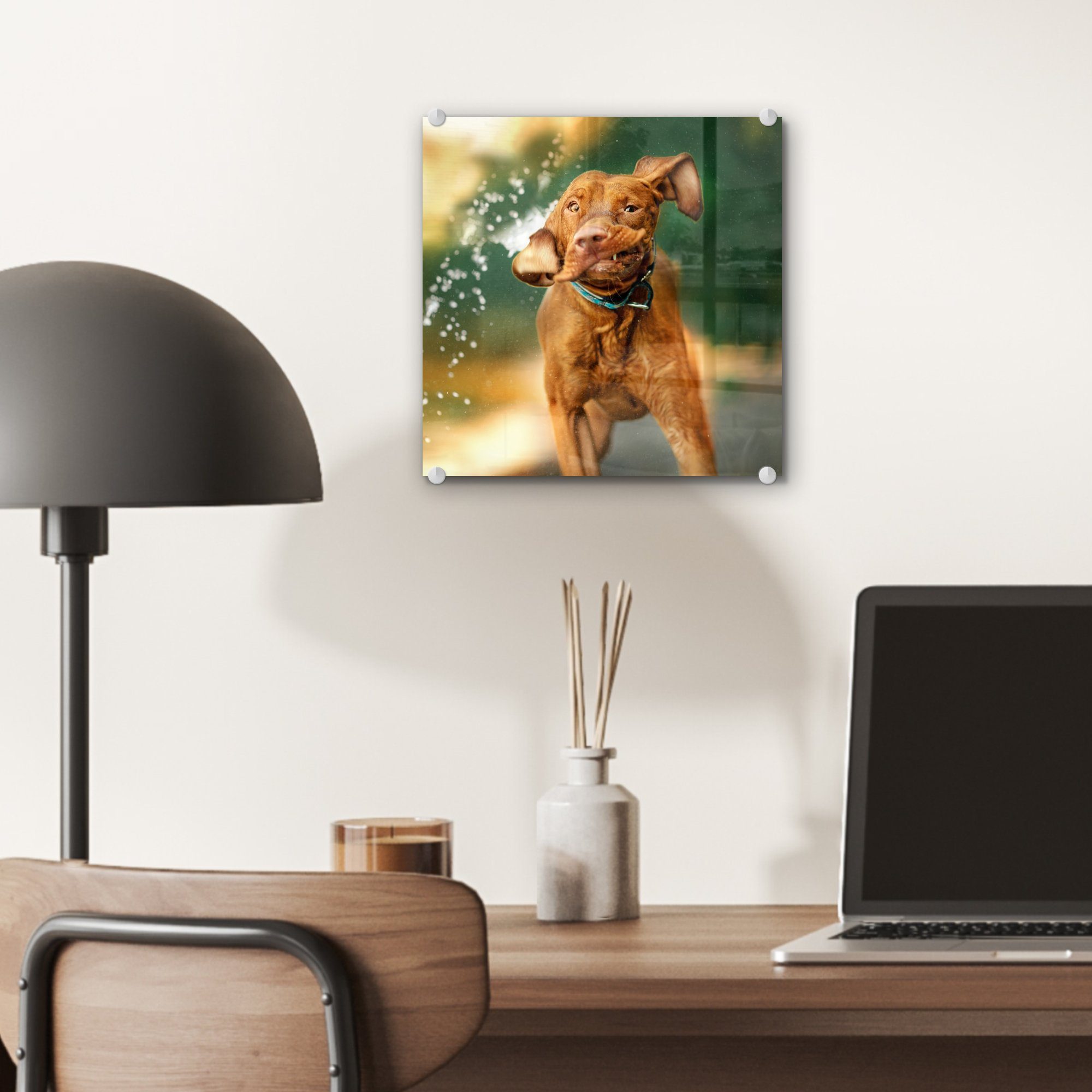 Glasbilder Glas auf Wandbild Bilder - St), Acrylglasbild Foto - MuchoWow Hund - Nass auf - - (1 Glas Wanddekoration Wasser,