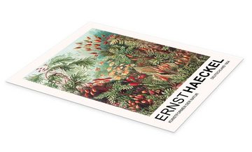 Posterlounge Poster Ernst Haeckel, Kunstformen Der Natur - Muscinae Laubmoose, Wohnzimmer Malerei