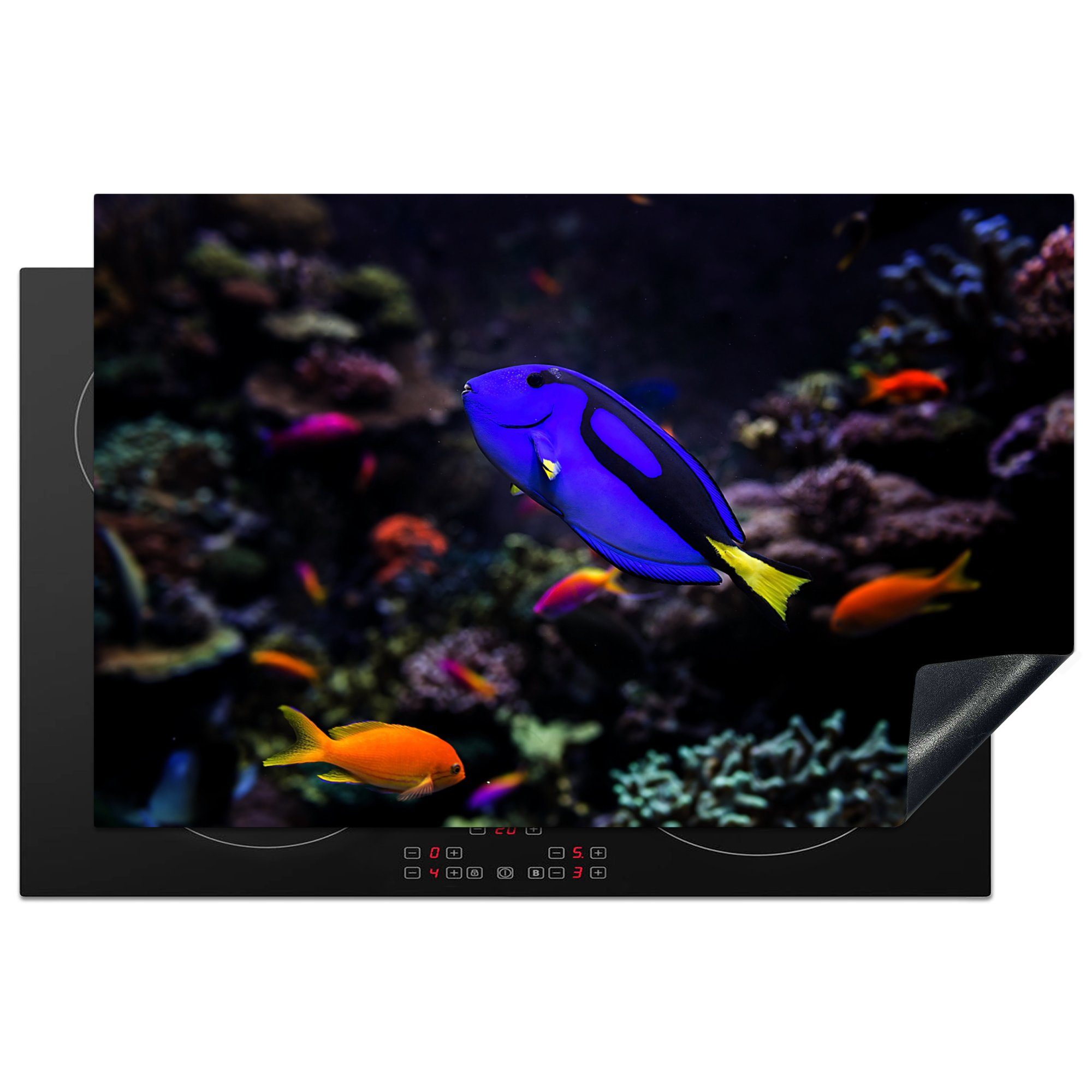 MuchoWow Herdblende-/Abdeckplatte Ein Picasso-Doktorfisch in einem Aquarium, Vinyl, (1 tlg), 81x52 cm, Induktionskochfeld Schutz für die küche, Ceranfeldabdeckung