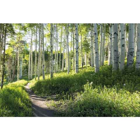 Papermoon Fototapete Birch Hiking Trail, glatt