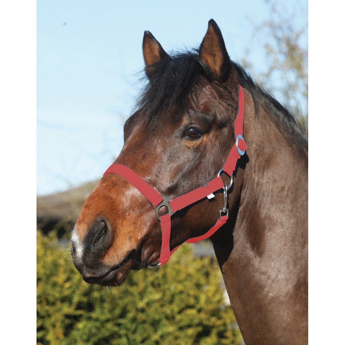 eldorado Кобура Pferde-Halfter Standard - rot - Pony, aus stabilem Nylon, verstellbar