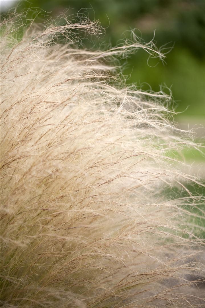 Pflanzen für Dich Gräser Stipa tenuissima Ponytails, 1 St., Mexikanisches Federgras, Engelshaargras, feinblättrig, windbewegend