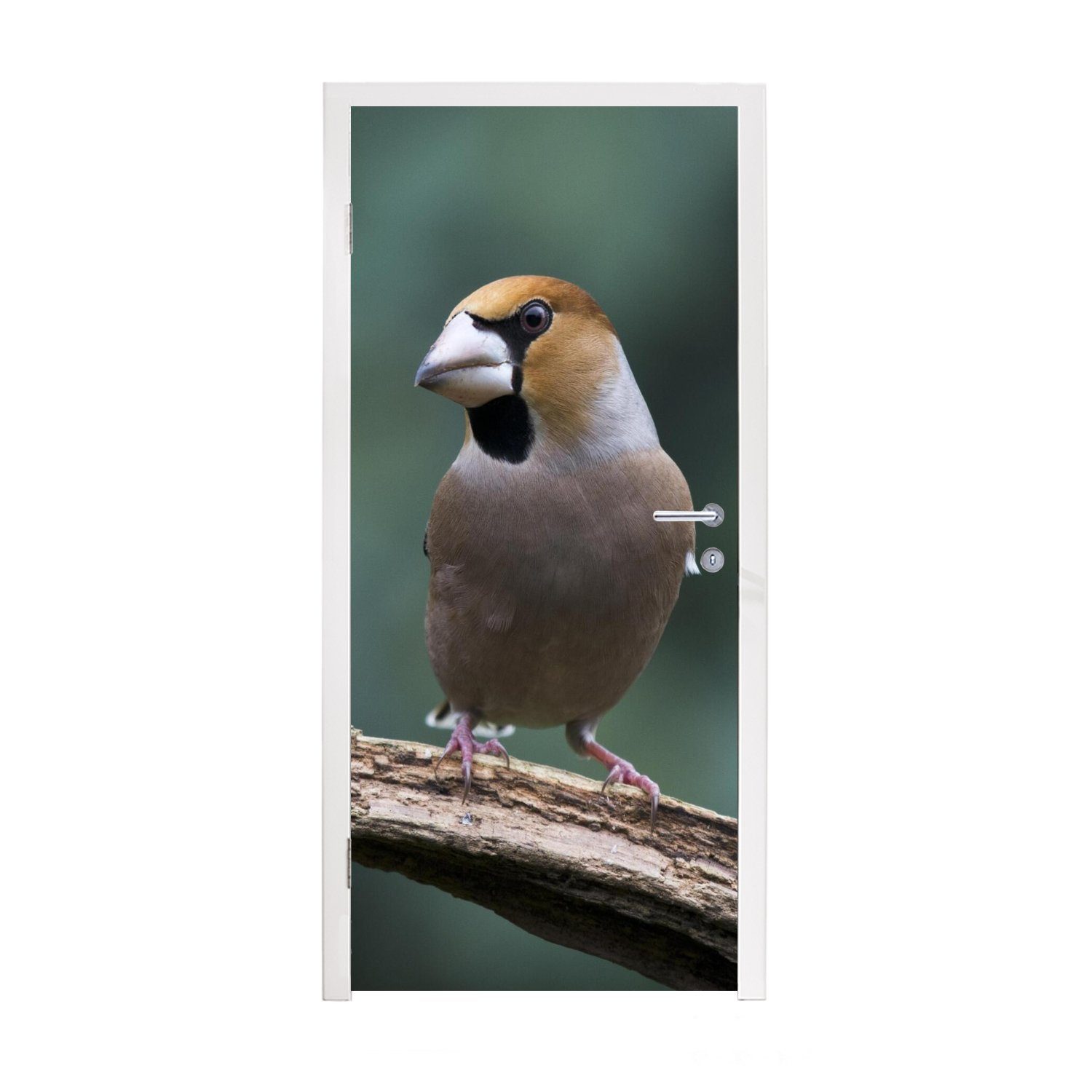 MuchoWow Türtapete Ein Apfelfink schaut nach rechts in Europa Deutschland, Matt, bedruckt, (1 St), Fototapete für Tür, Türaufkleber, 75x205 cm