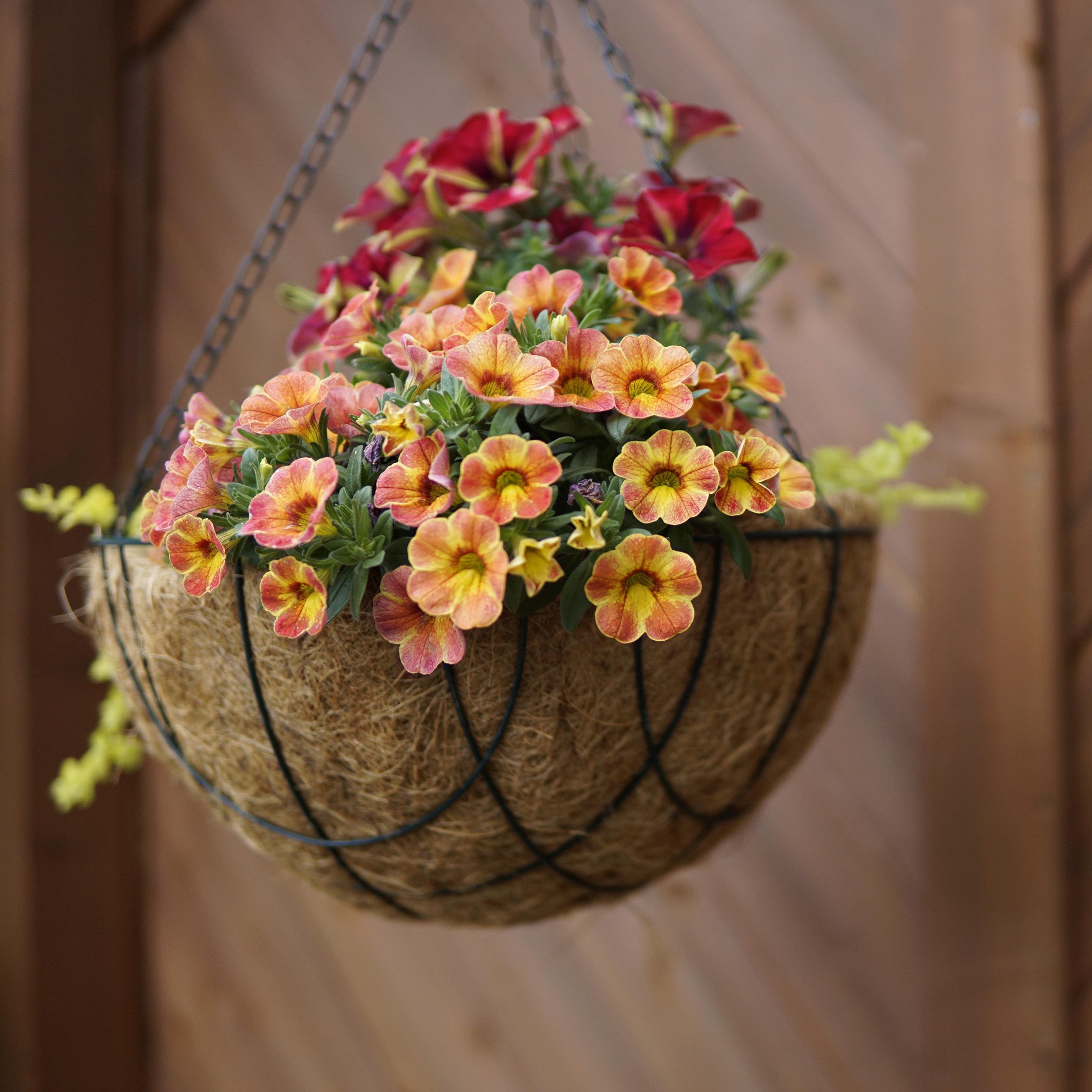 Spetebo Blumenampel Metall Blumenampel mit Kokos Einsatz - 30 cm (Stück, 1 St., Blumenampel), Blumenschale zum Hängen inklusive Kette – Bild 4 von 5