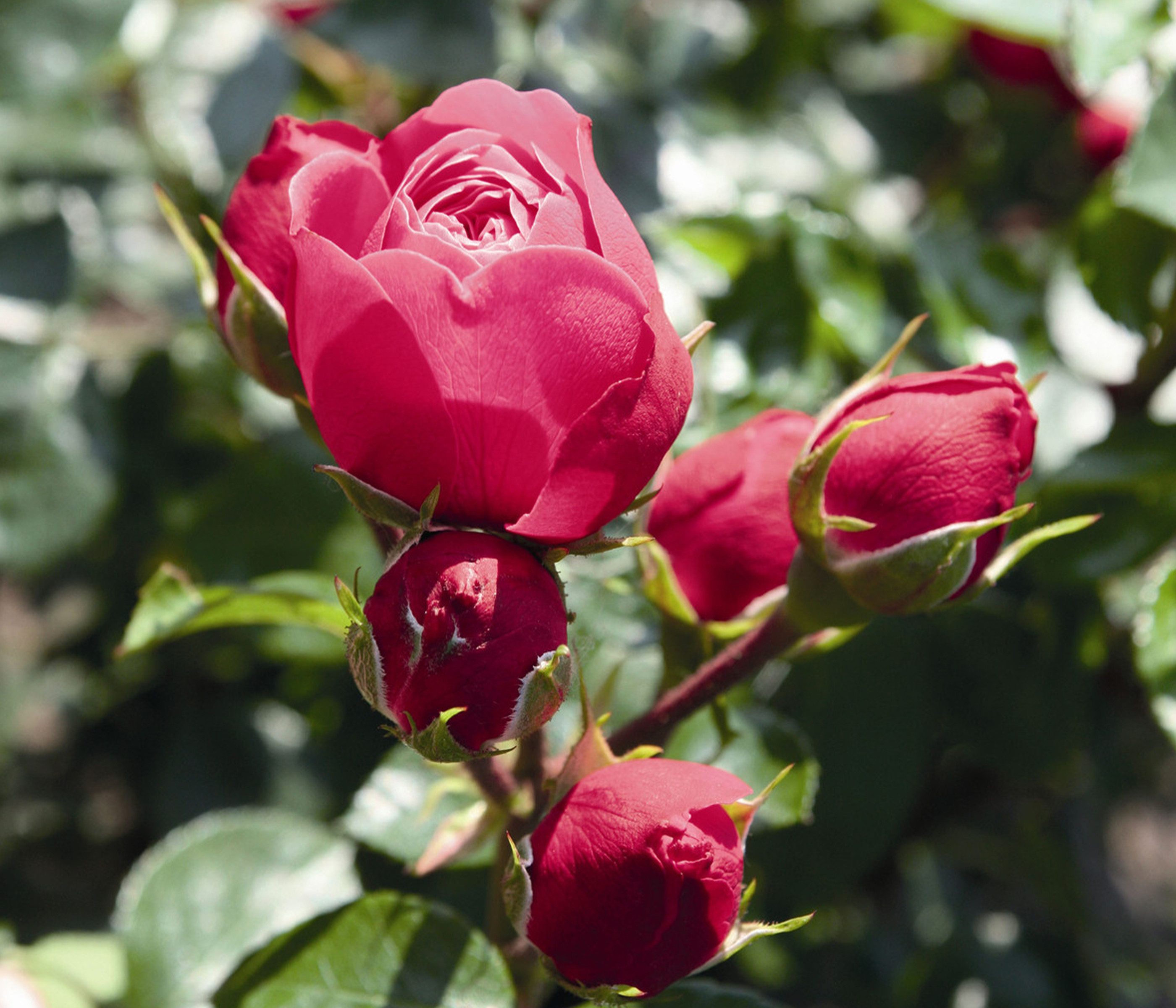 Dehner Rose Edelrose Noblesse® Spray-Rose Magic Rokoko®, pink, gefüllte Blüten, Züchter Tantau
