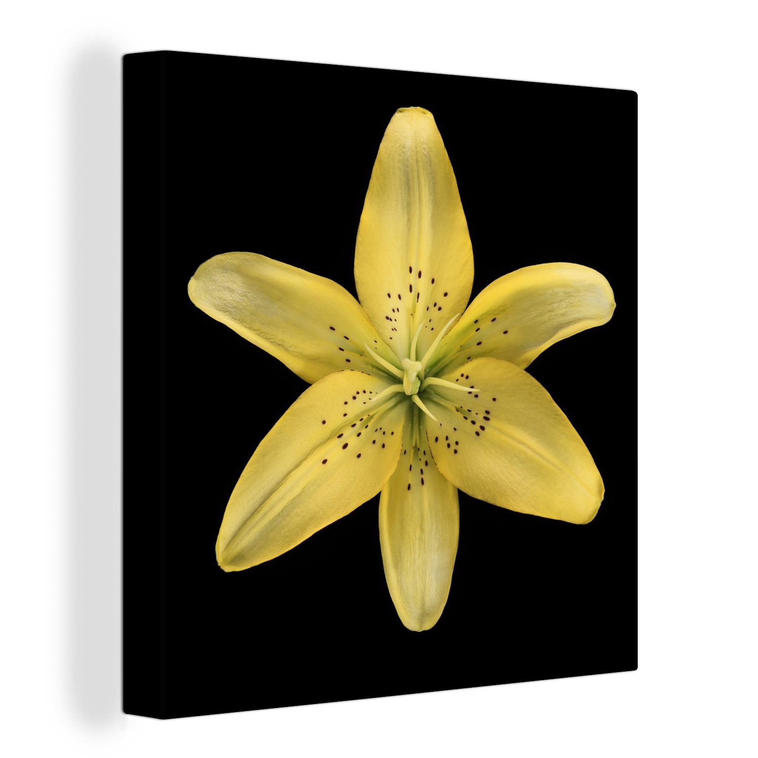 OneMillionCanvasses® Leinwandbild Eine gelbe Lilienblüte auf schwarzem Hintergrund, (1 St), Leinwand Bilder für Wohnzimmer Schlafzimmer