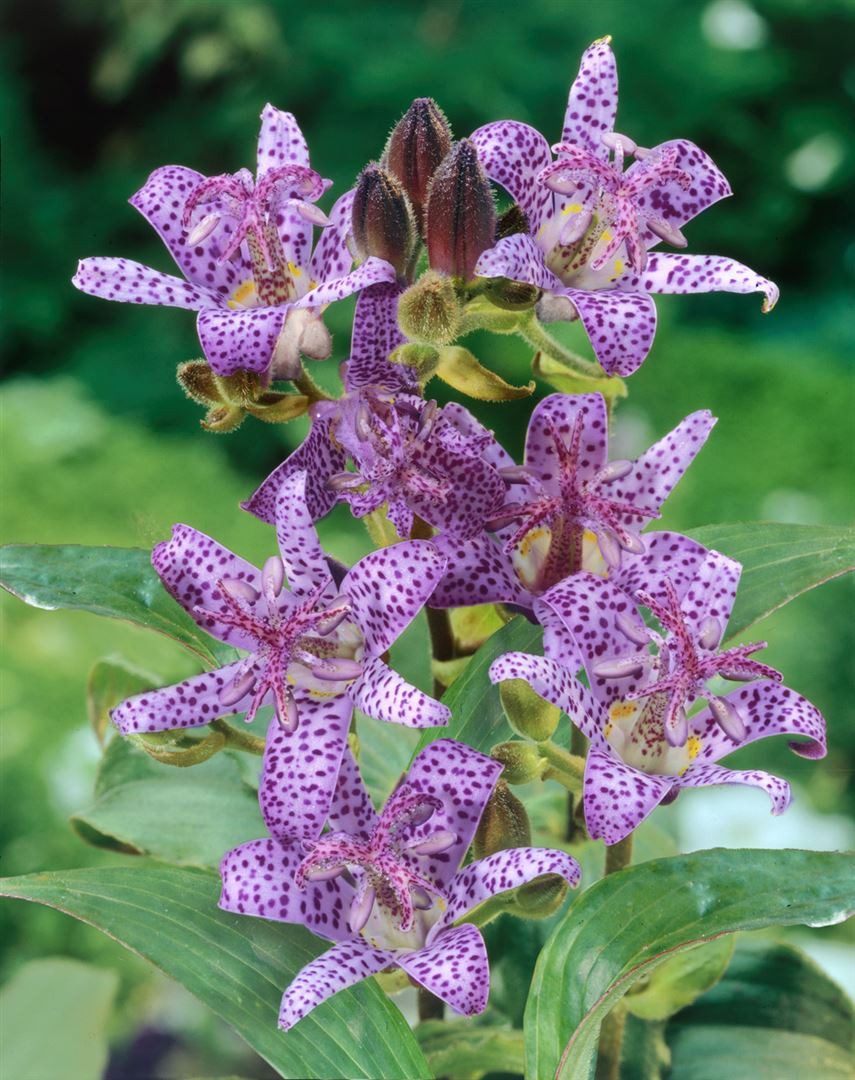 Pflanzen für Dich Staude Tricyrtis hirta, 1 St., Japanische Krötenlilie, Krötenlilie
