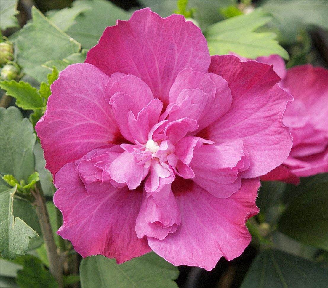 Dehner Zierstrauch Hibiskus Purple Ruffles®, Hibiscus syriacus, lila, Garten-Eibisch, große halbgefüllte Blüten