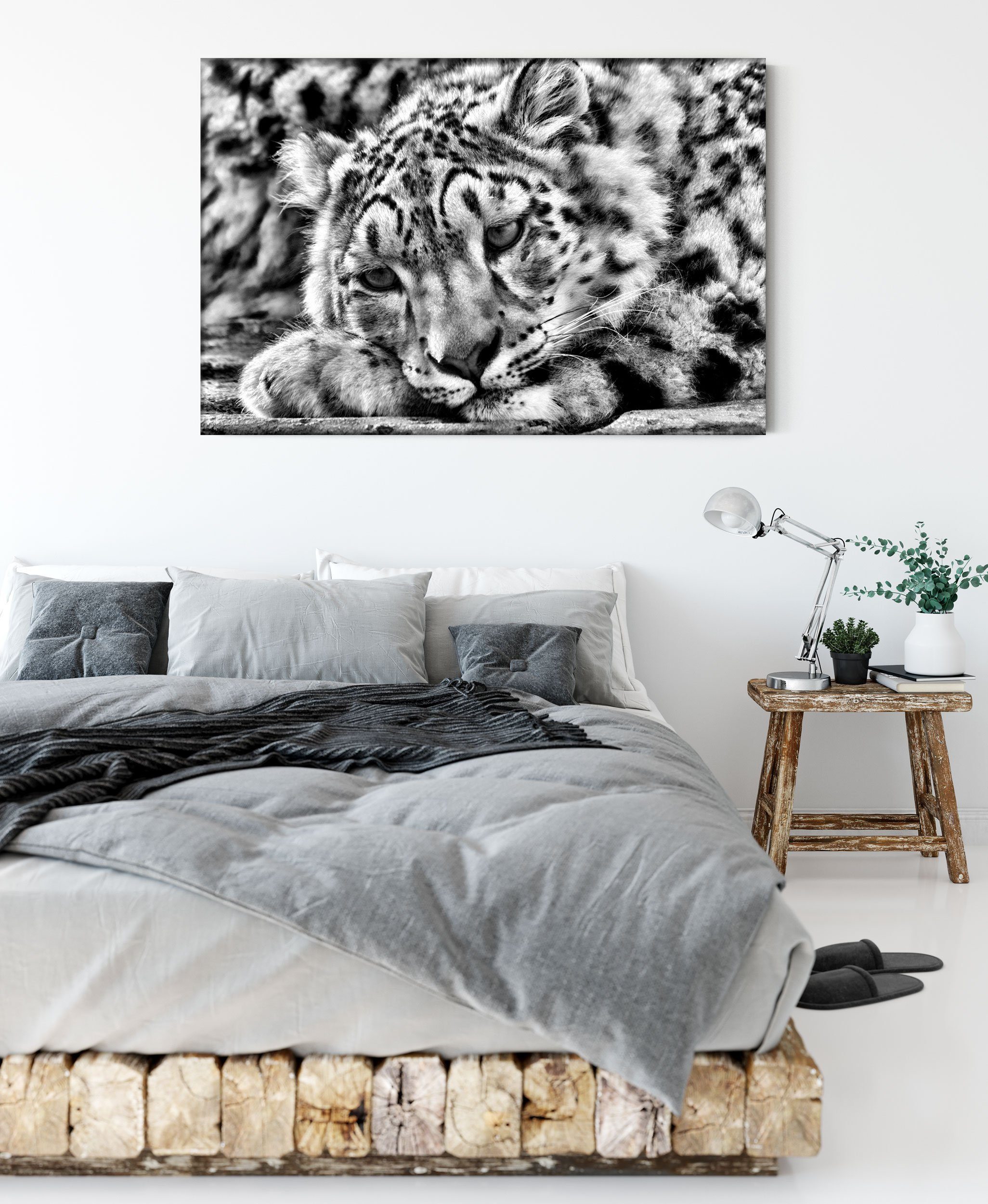 Schneeleopard Leinwandbild (1 Zackenaufhänger fertig Schneeleopard, bespannt, ruhender inkl. Leinwandbild ruhender St), Pixxprint