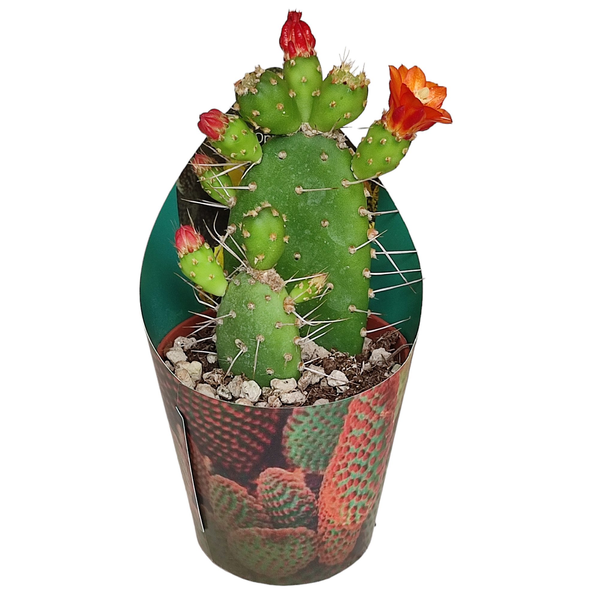 Exotenherz Kaktus Opuntia quitensis blühfreudiger Ohrenkaktus Rarität 6,5cm Topf