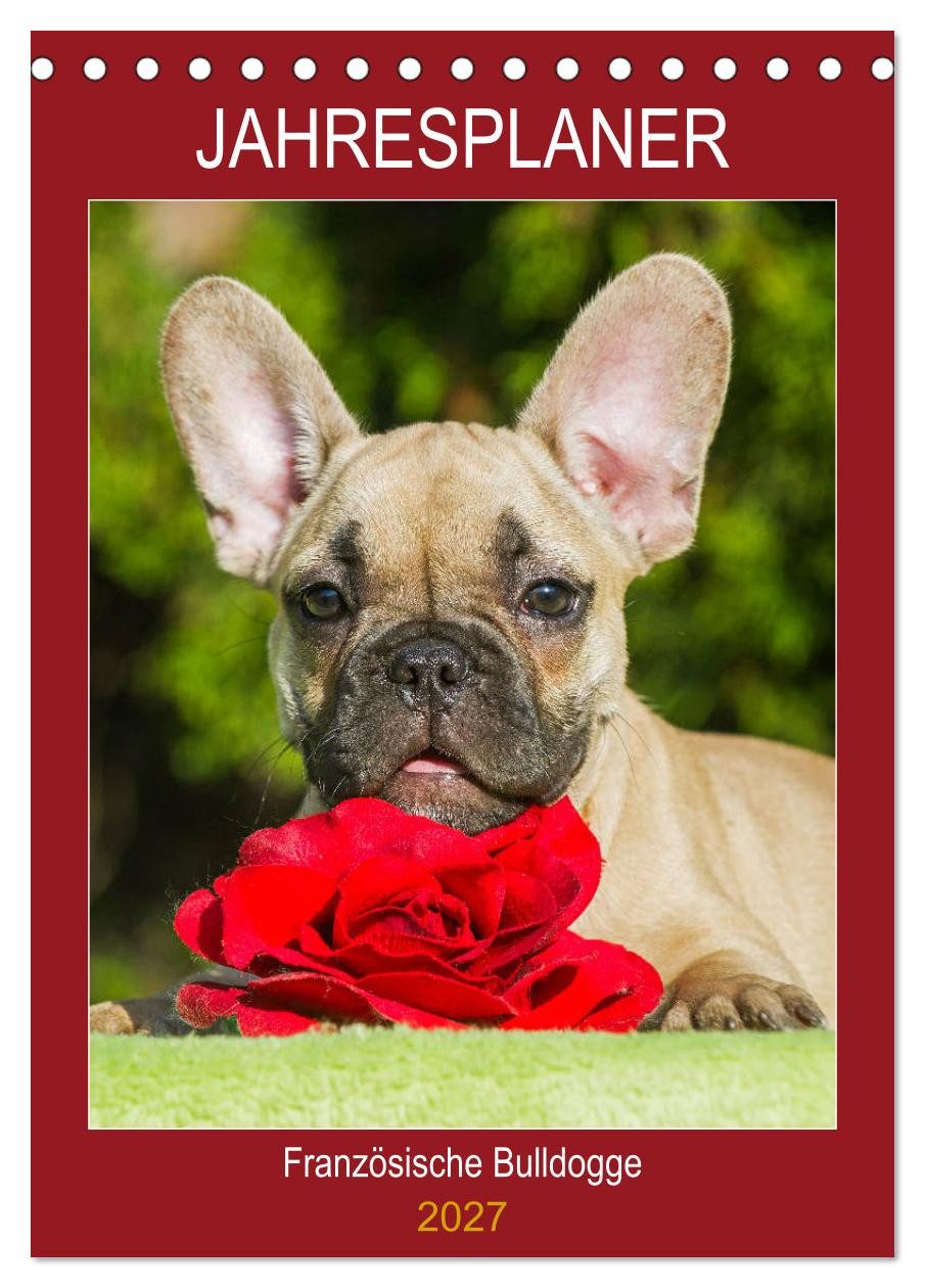 CALVENDO Wandkalender Jahresplaner Französische Bulldogge (Tischkalender 2027 DIN A5 hoch)