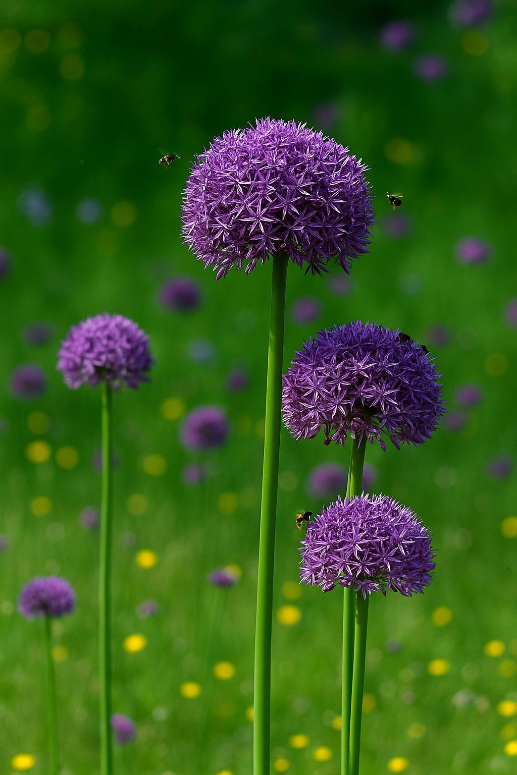 Exotenherz Blumenzwiebeln Exotenherz Blumenzwiebeln - Zierlauch Allium Globemaster 5 (Stück), (1-St)