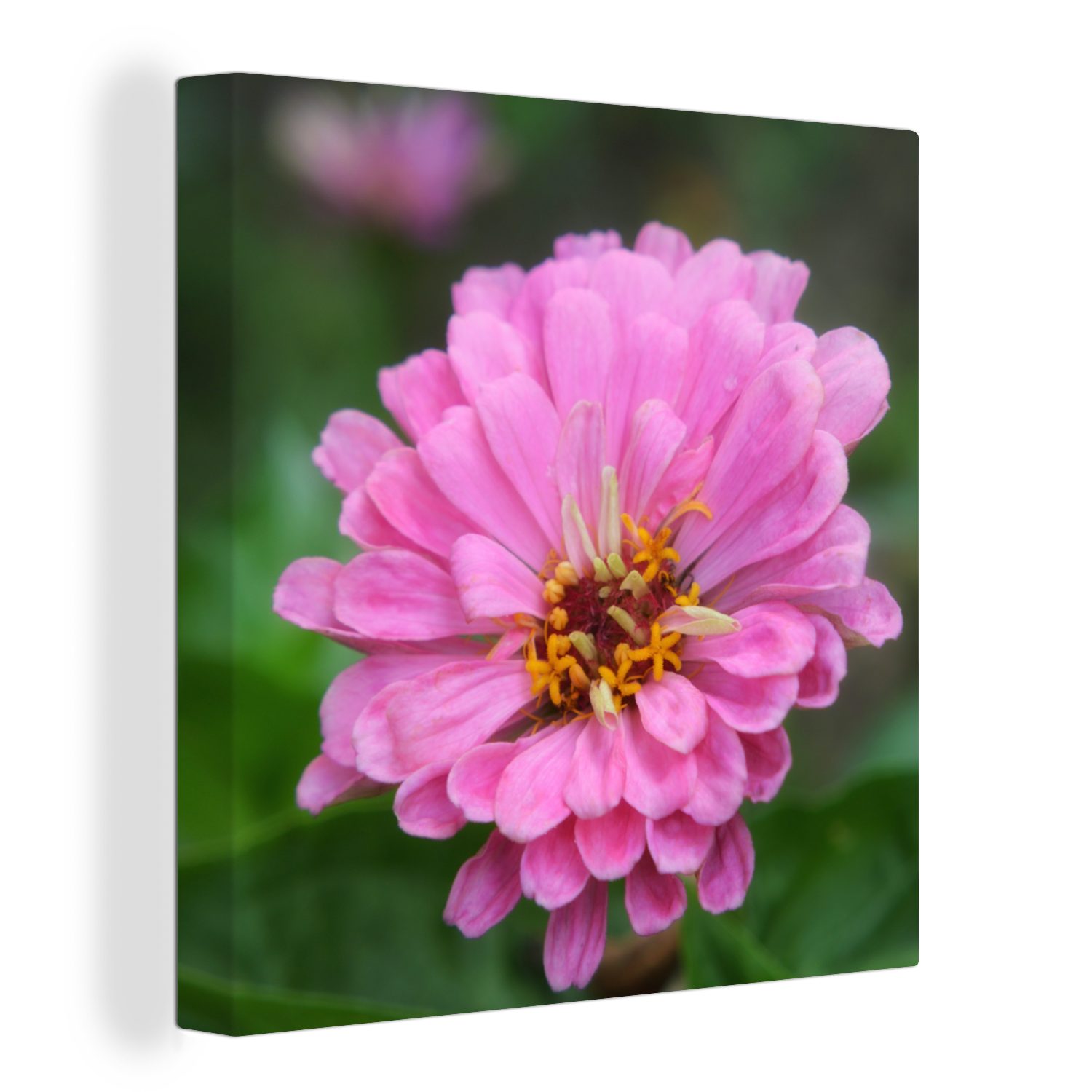 OneMillionCanvasses® Leinwandbild Rosa Blüten der Zinnie im Garten, (1 St), Leinwand Bilder für Wohnzimmer Schlafzimmer