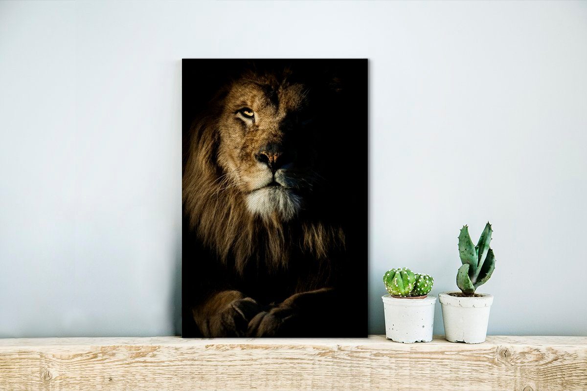 Löwen, OneMillionCanvasses® der Leinwandbild 20x30 schaut, Gemälde, Kamera die bespannt Nahaufnahme Zackenaufhänger, (1 inkl. in St), Leinwandbild eines cm fertig