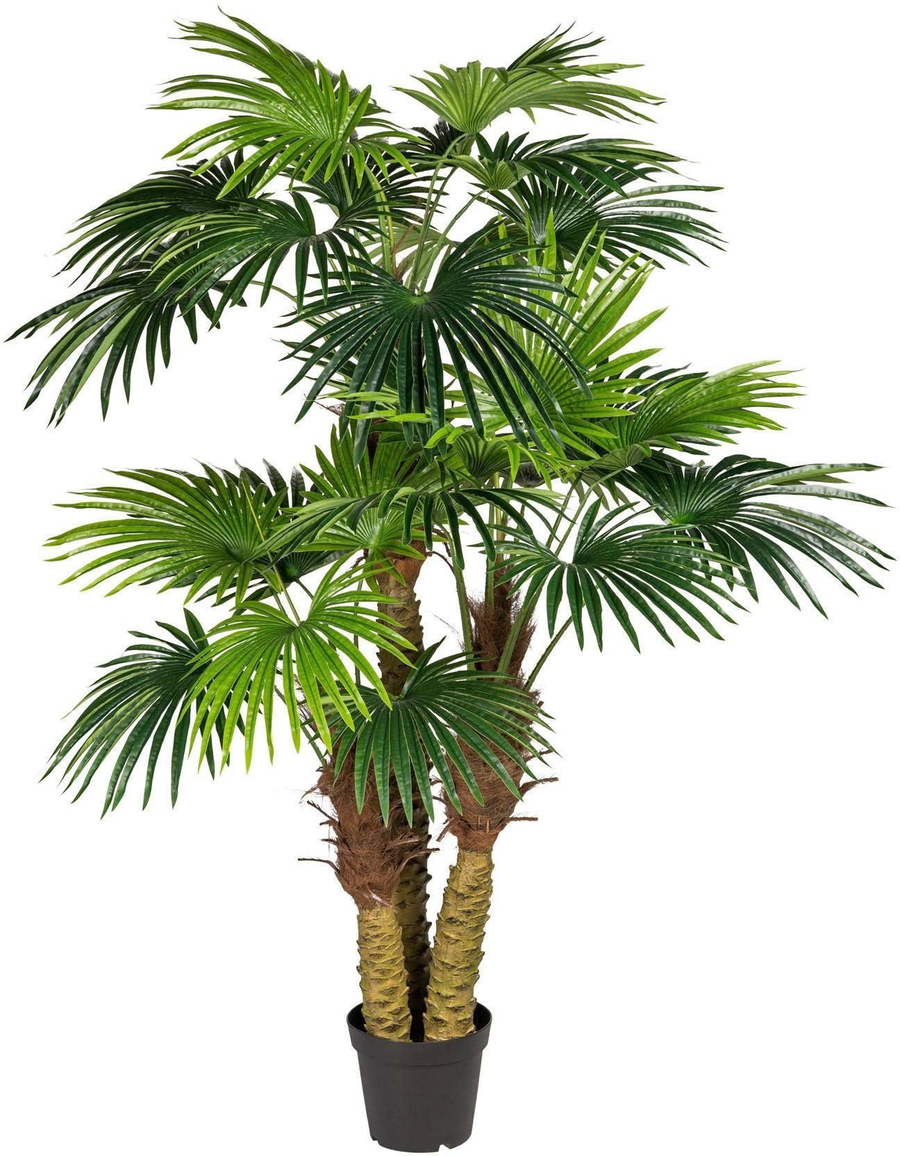 Kunstpalme Fächerpalme Palme, Creativ green, Höhe 185 cm