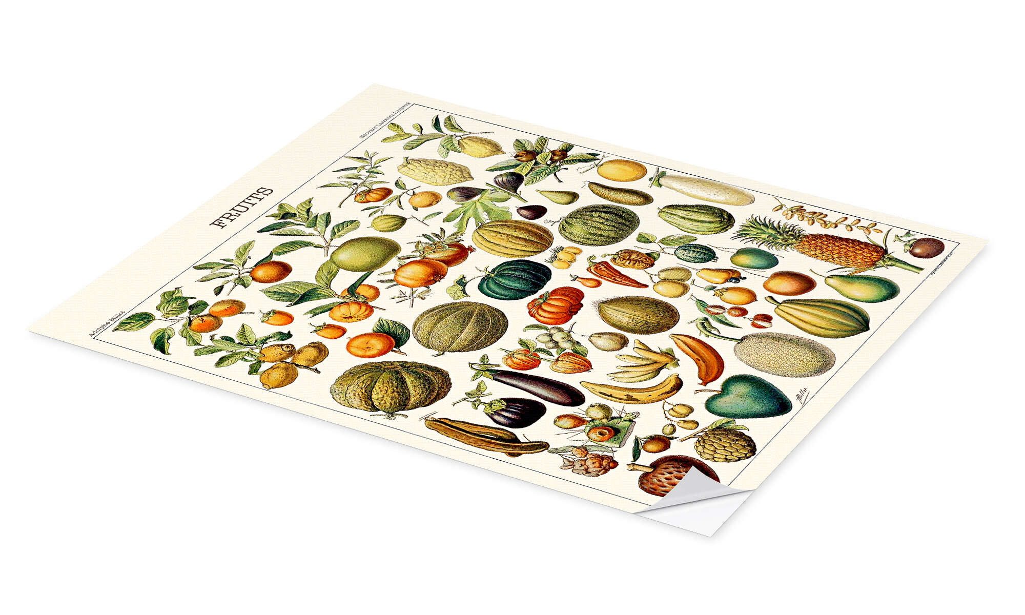 Posterlounge Wandbild Illustration von Früchten, 1923, günstig online kaufen