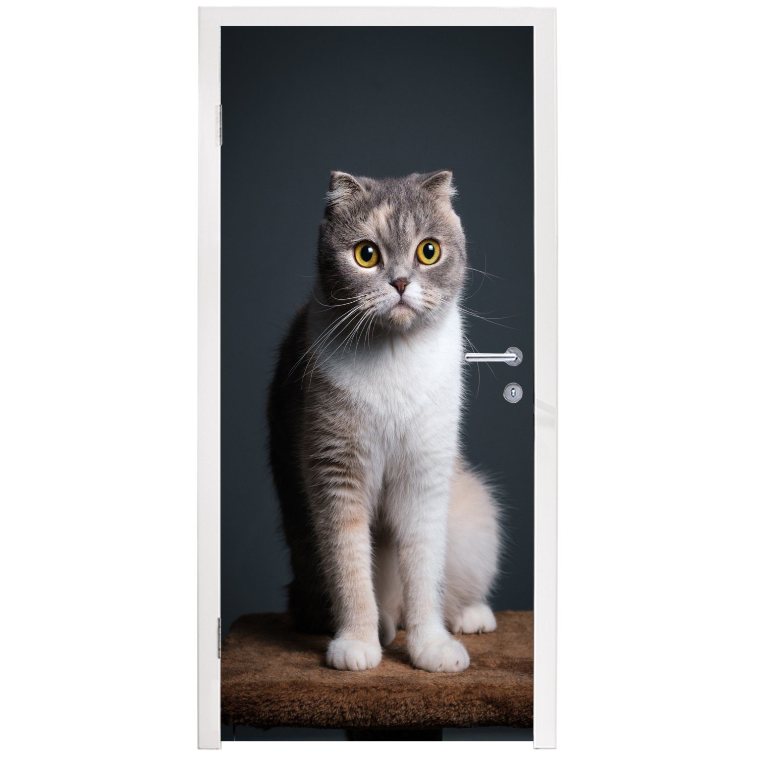 MuchoWow Türtapete Haustiere Tür, Fototapete 75x205 St), - cm Matt, Licht, für (1 Türaufkleber, Katze - bedruckt