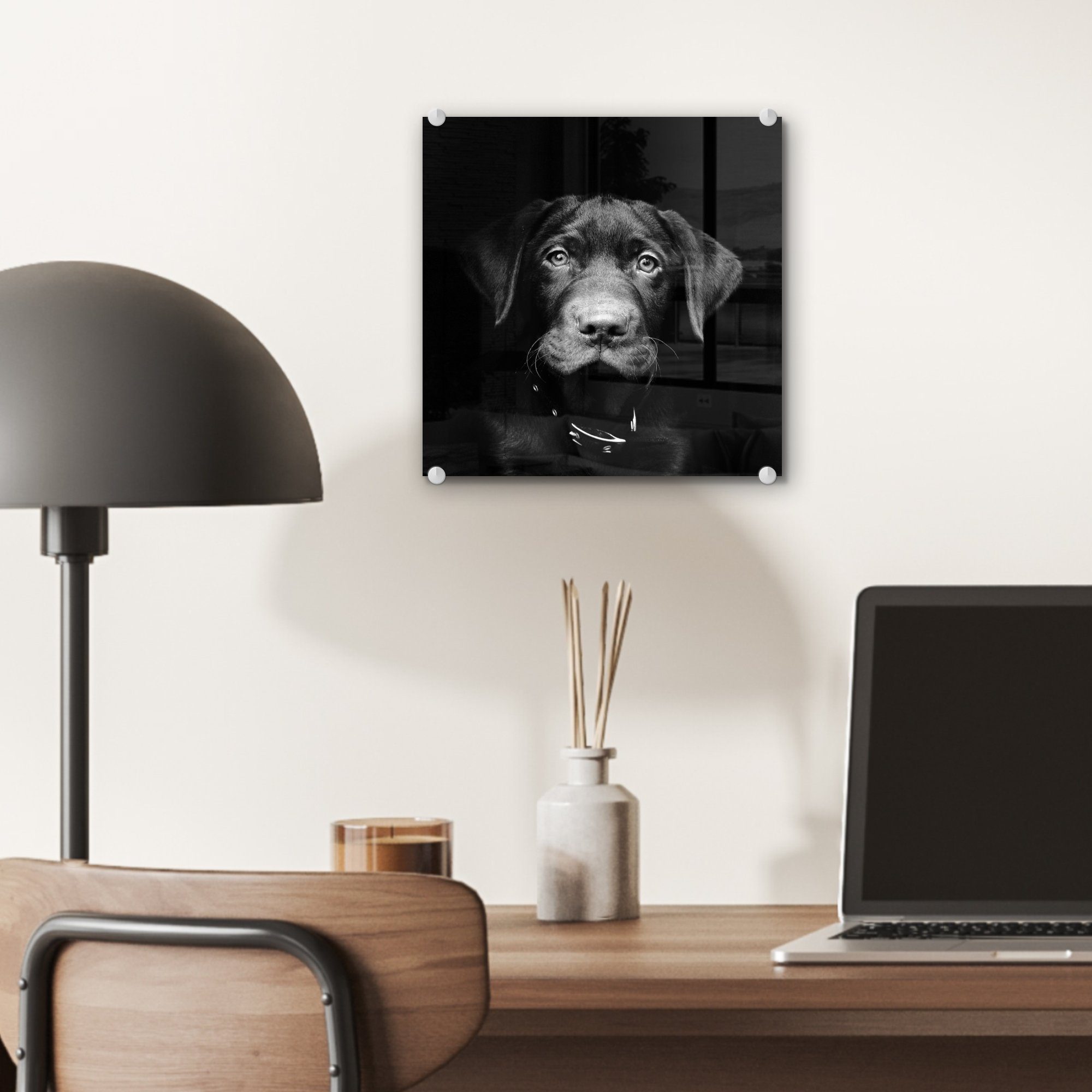 MuchoWow Acrylglasbild Nahaufnahme Welpe Bilder - schwarz Glas Labrador schwarzem - auf in Wanddekoration St), Foto vor Wandbild (1 Glas auf - Hintergrund und, Glasbilder