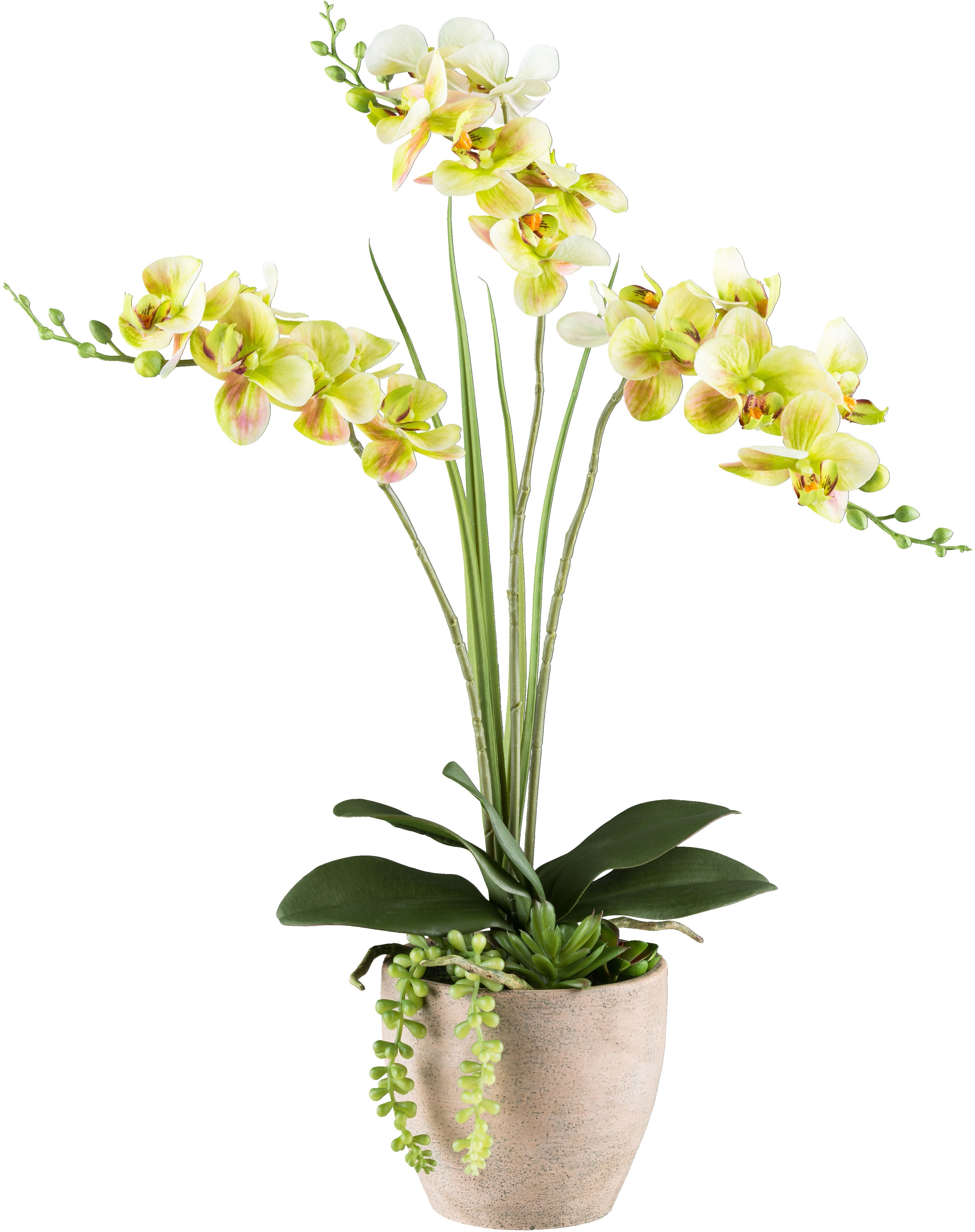 Kunstorchidee Orchidee Phalaenopsis, Creativ green, Höhe 55 cm, mit Sukkule günstig online kaufen