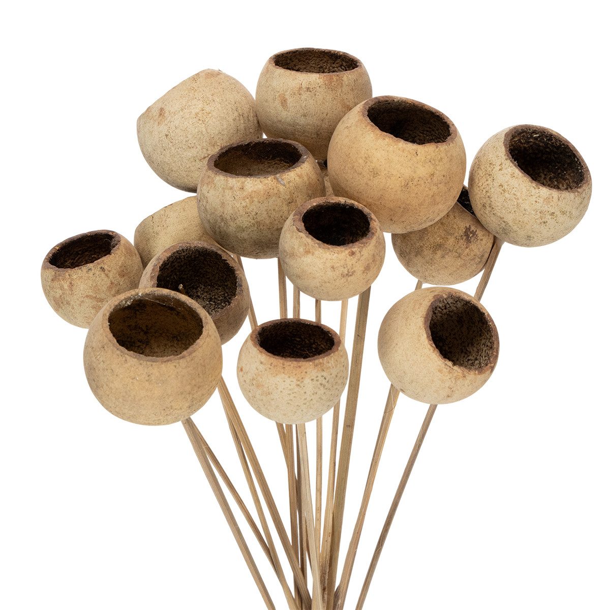 Trockenblume Bell Cup Natur Deko am Stiel Exoten 15 Stk, 15 Stück, Florists günstig online kaufen