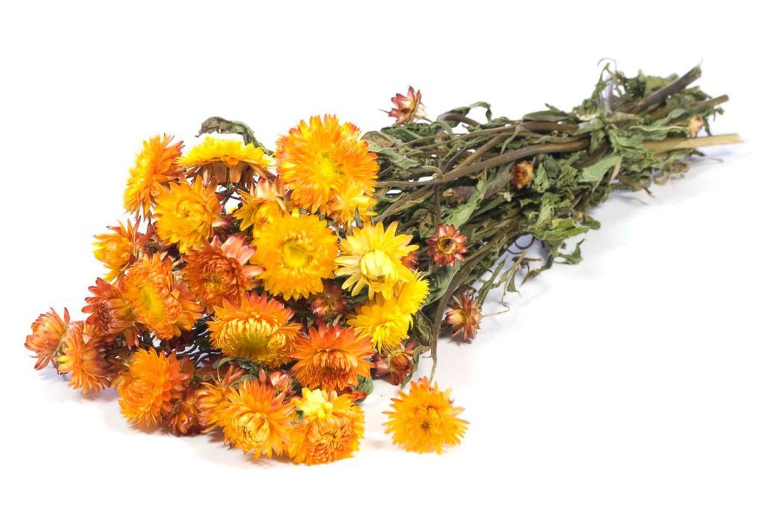 Trockenblume Strohblumen Trockenstrauß ALMINKA, getrocknet, orange-gelb, 5, INNA-Glas, Höhe 60.0 cm