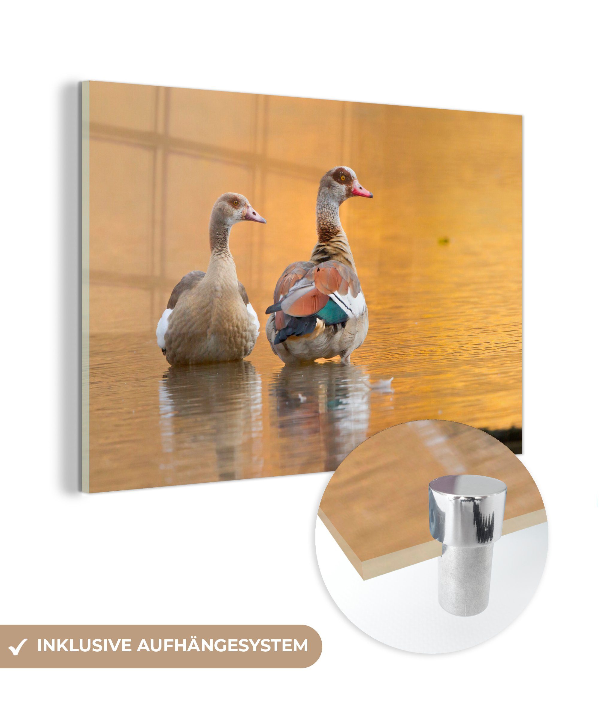 MuchoWow Acrylglasbild Nilgans-Paar, (1 St), & Schlafzimmer Wohnzimmer Acrylglasbilder