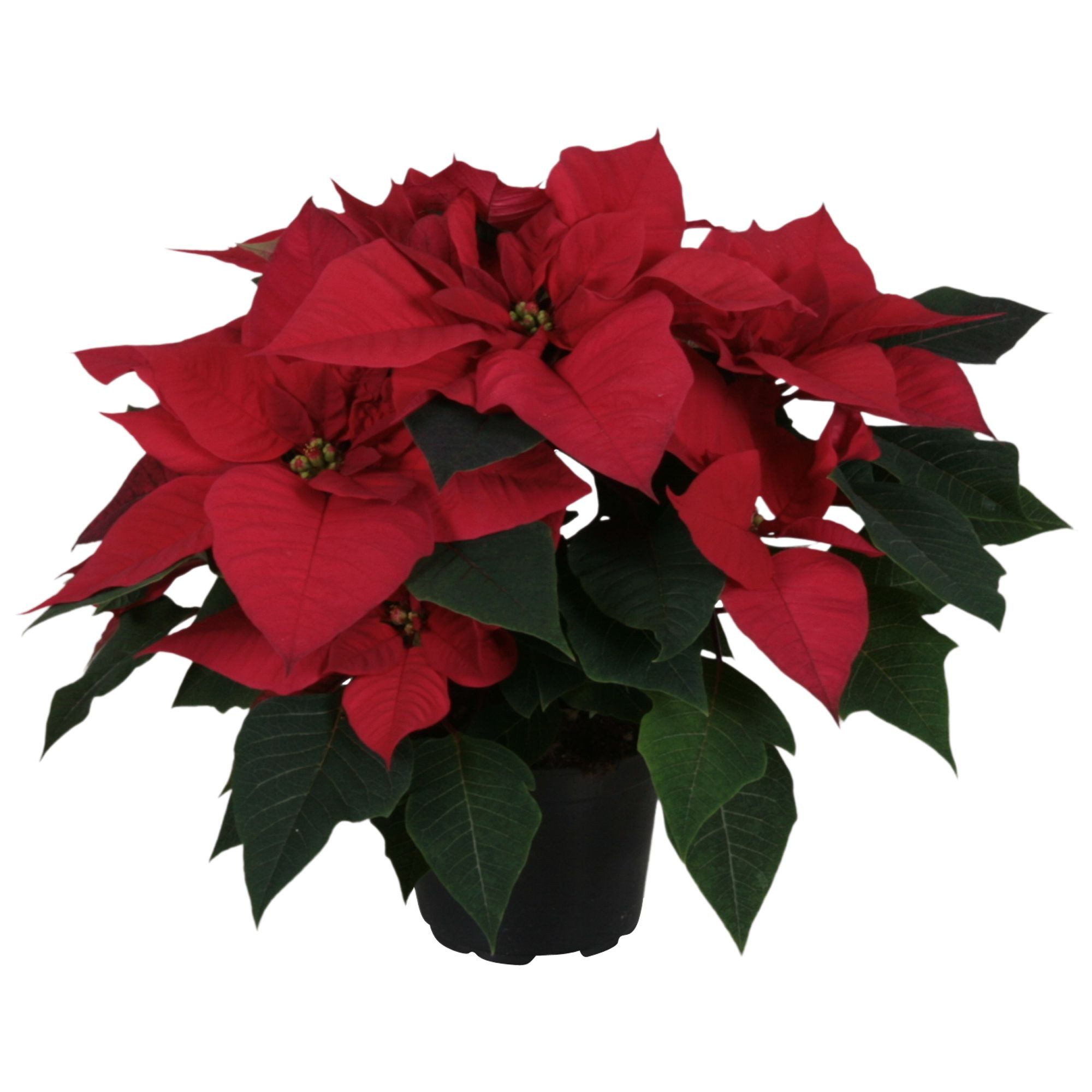 meinvipshop Zimmerpflanze Weihnachtsstern rot 35cm Zimmerpflanze