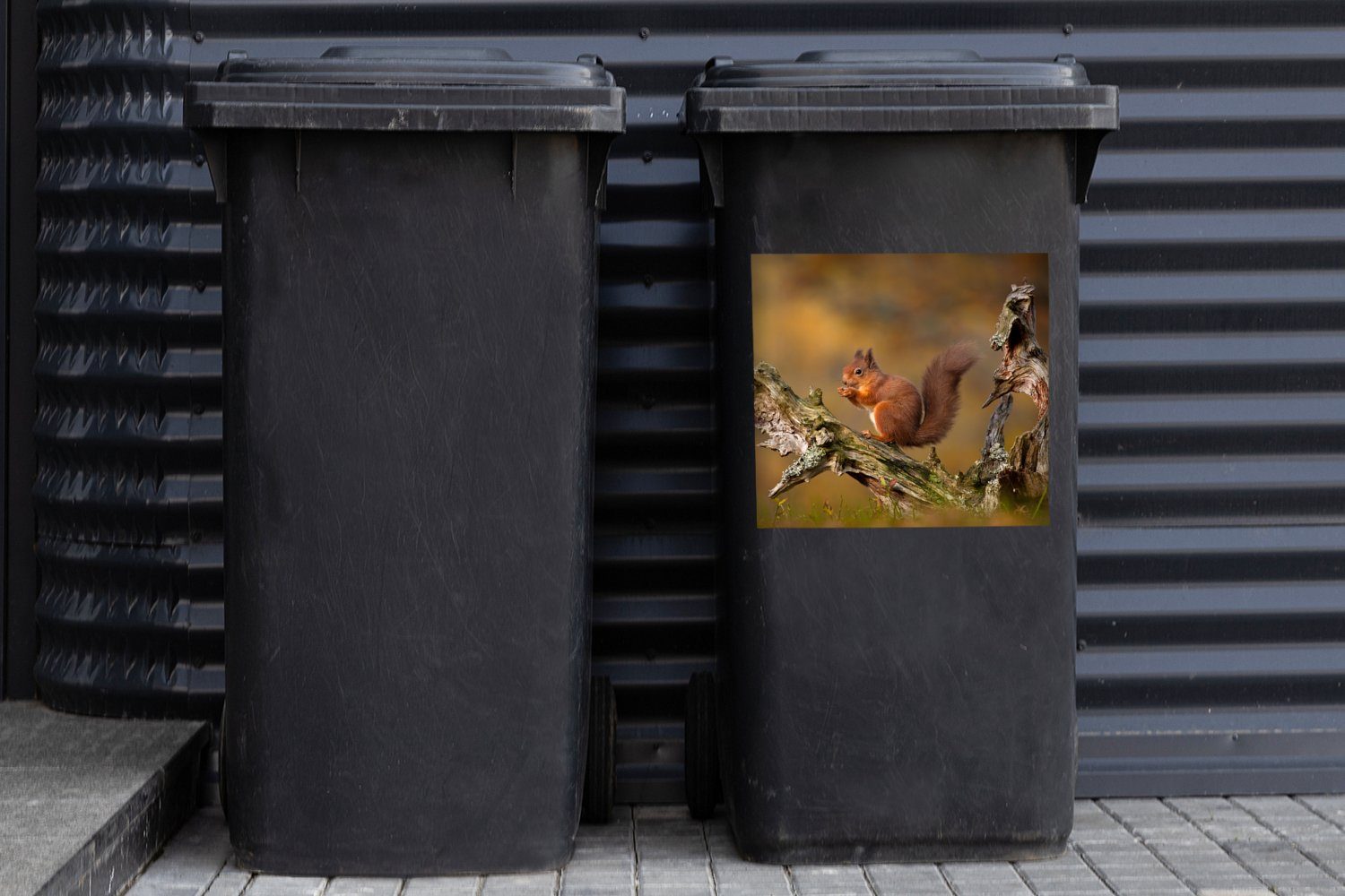 Eichhörnchen (1 Sticker, Mülleimer-aufkleber, Abfalbehälter - Mülltonne, St), - Container, Baumstamm MuchoWow Wandsticker Wald