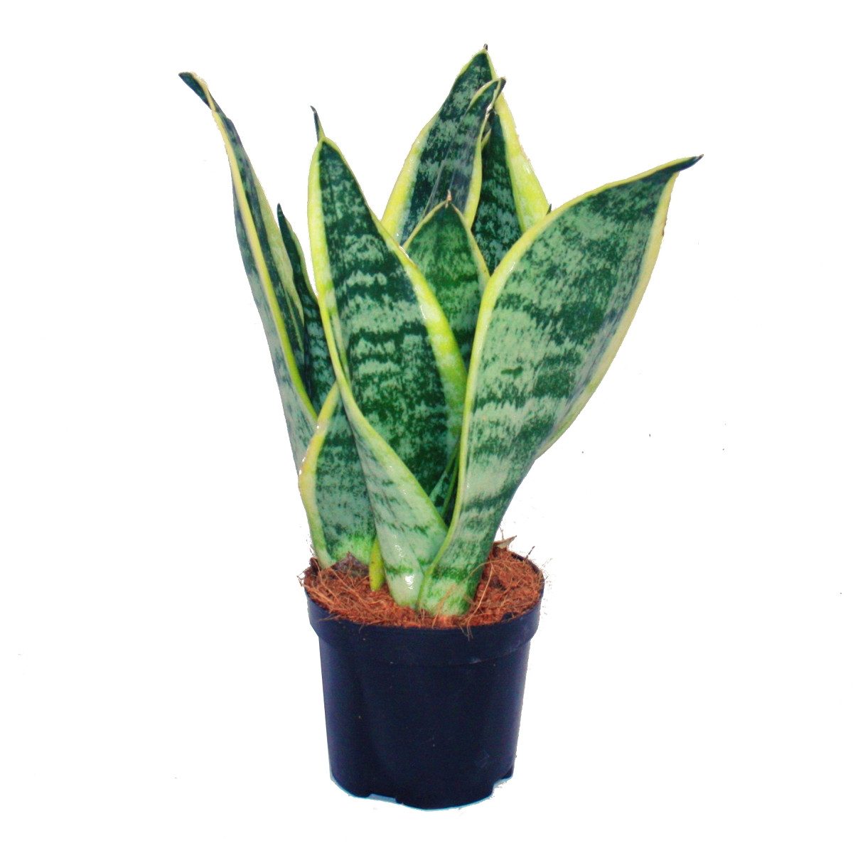 Exotenherz Zimmerpflanze Sansevieria trifasciata - gelb-grüner Bogenhanf - 9cm Topf