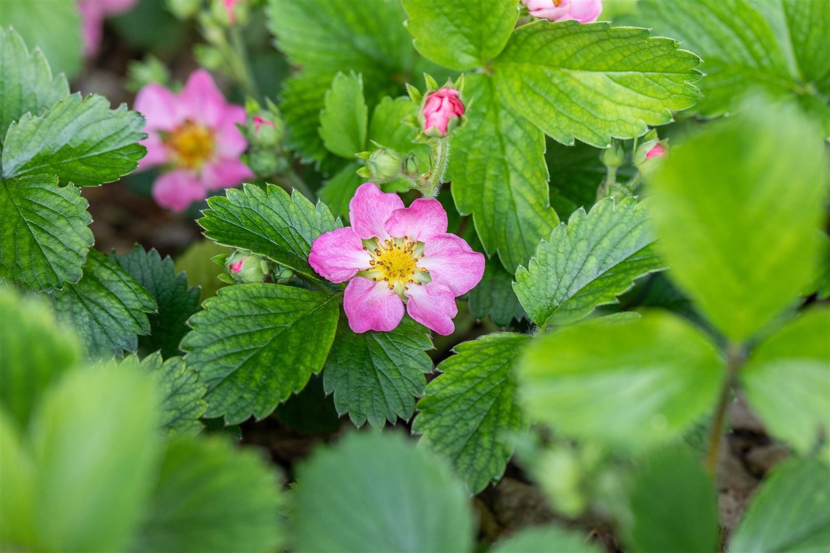 Pflanzen für Dich Obstpflanze Fragaria vesca Alexandria, 1 St., Wald-Erdbeere, Monatserdbeere, Alexandria-Erdbeere, immertragend, aromatisch