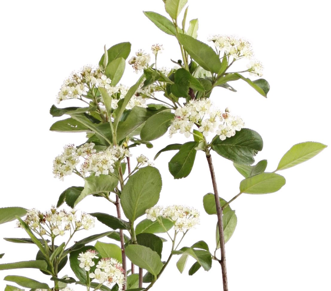 Dehner Zierstrauch Apfelbeere Aronia Viking, Selbstbefruchter, ca. 40-60 cm, 3 l Topf, insektenfreundlich, frosthart