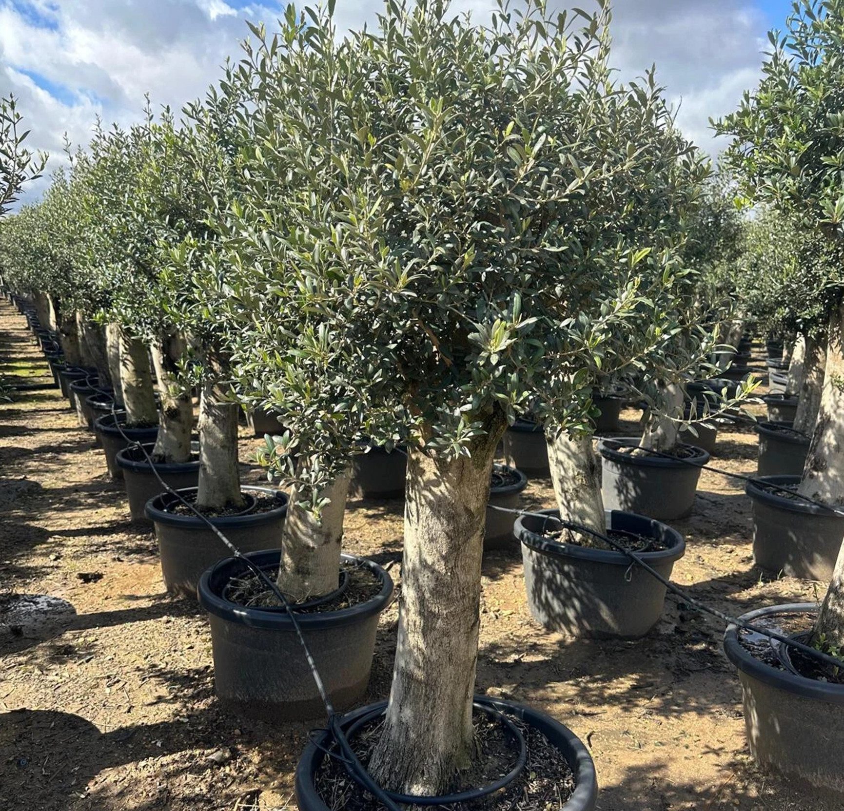 Palms-Store Olivenbaum Olivenbaum Olea Europaea, ca. 250cm Hoch, 1 St., Ca. günstig online kaufen