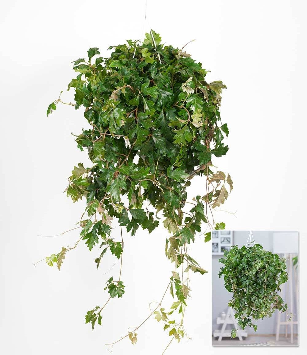 BALDUR Garten Zimmerpflanze Hängepflanze Cissus, 1 St., Wein, pflegeleicht, kübelgeeignet – Bild 2 von 2